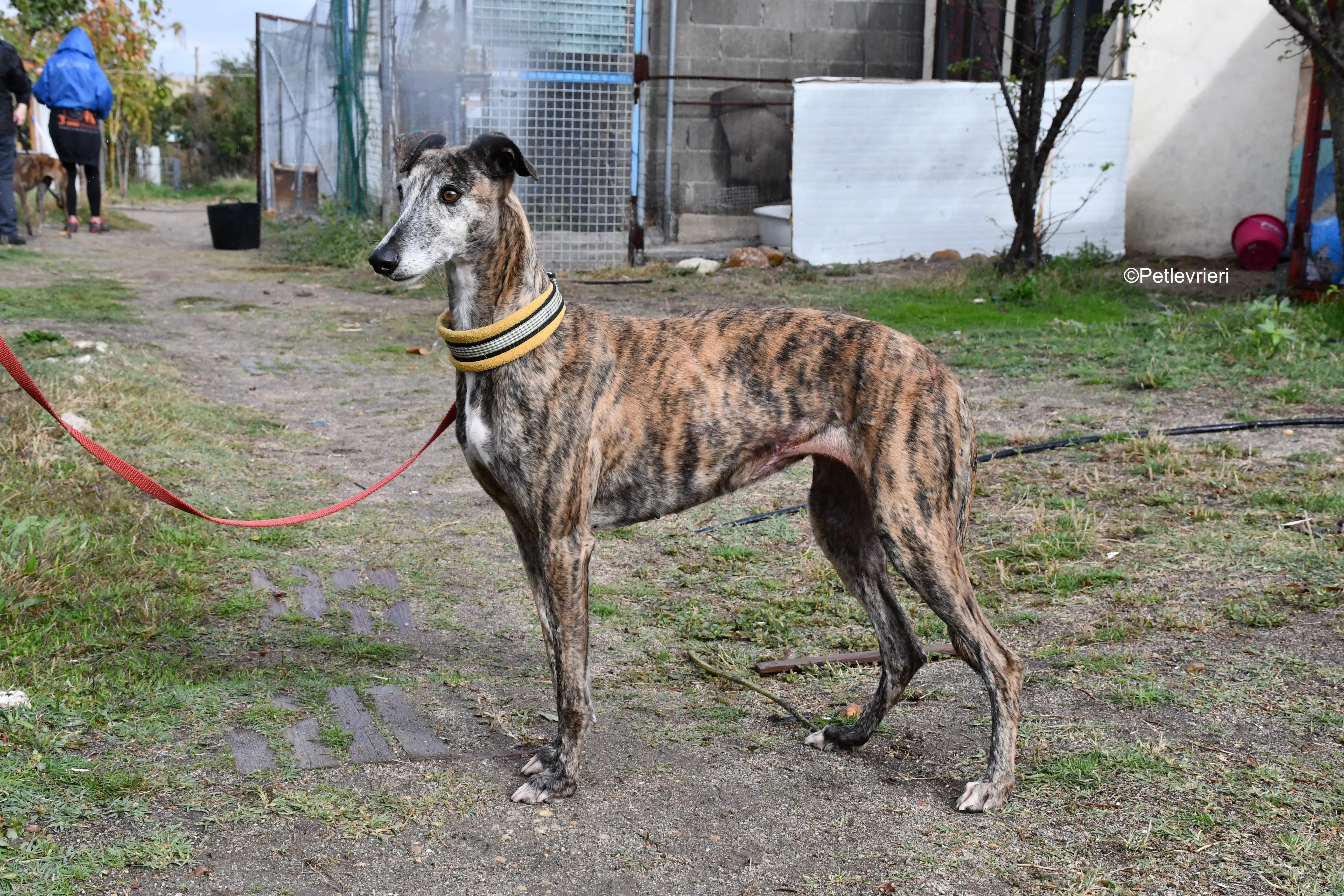 chip 764000 adozione levrieri galgo 19