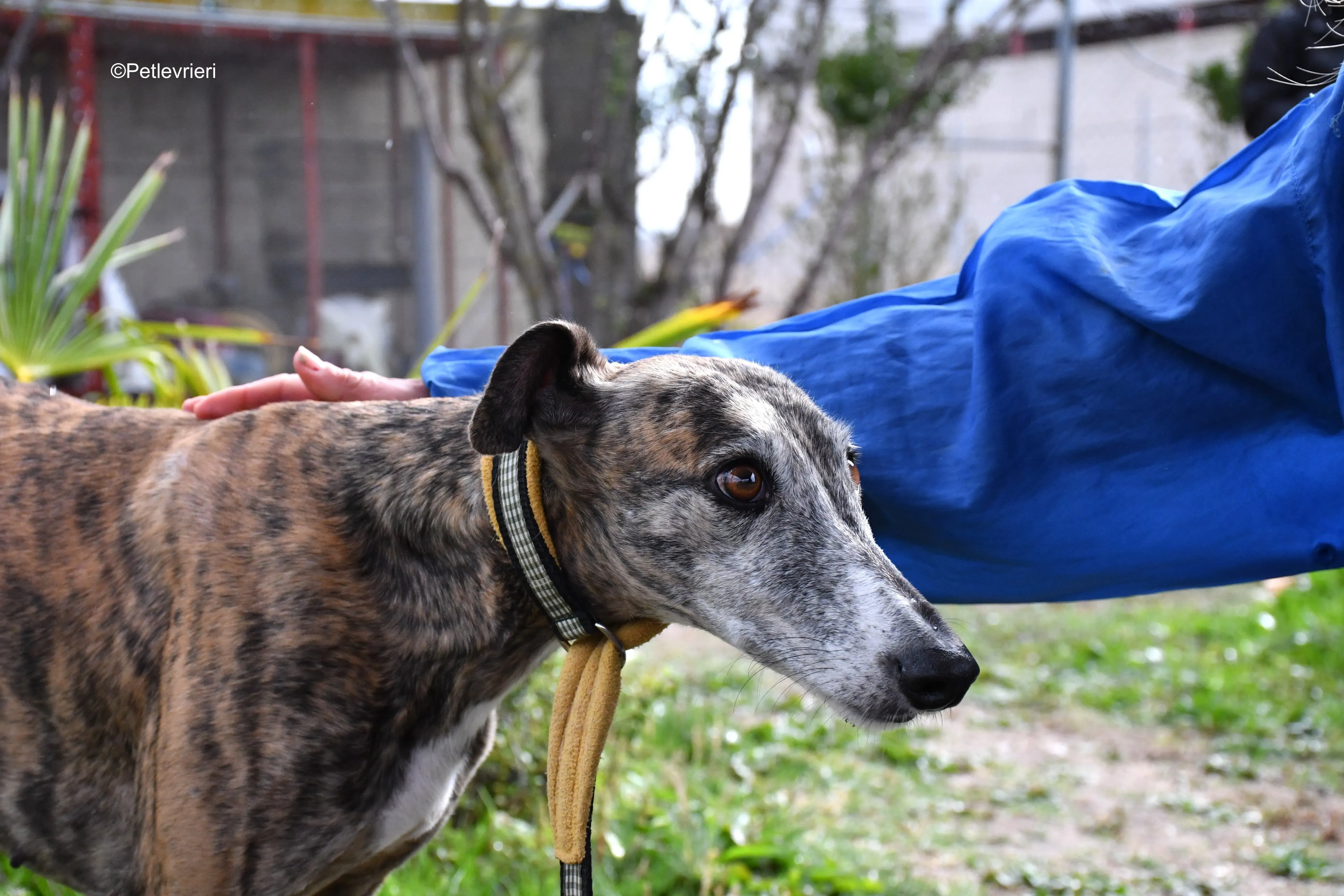 chip 764000 adozione levrieri galgo 2