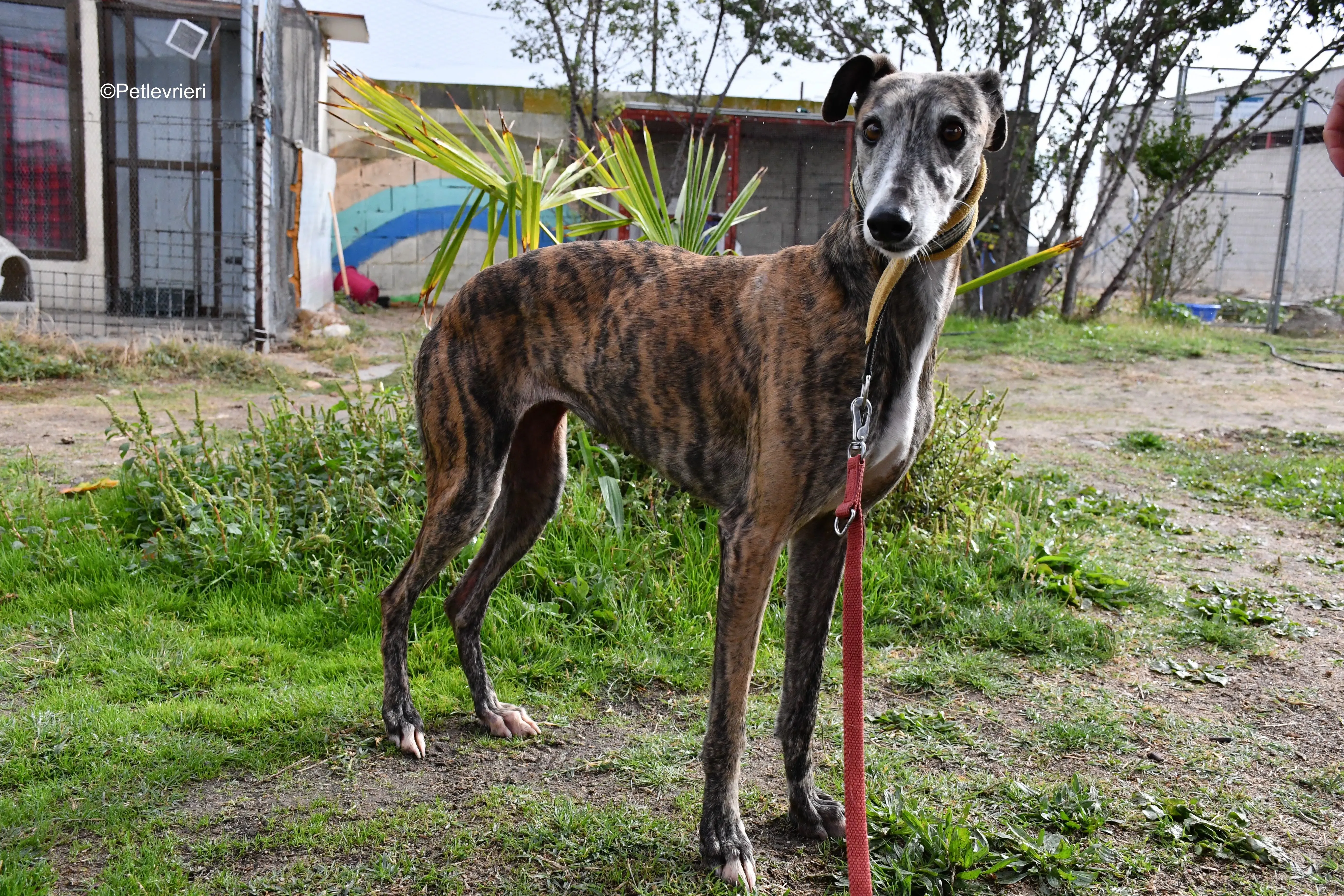 chip 764000 adozione levrieri galgo 3