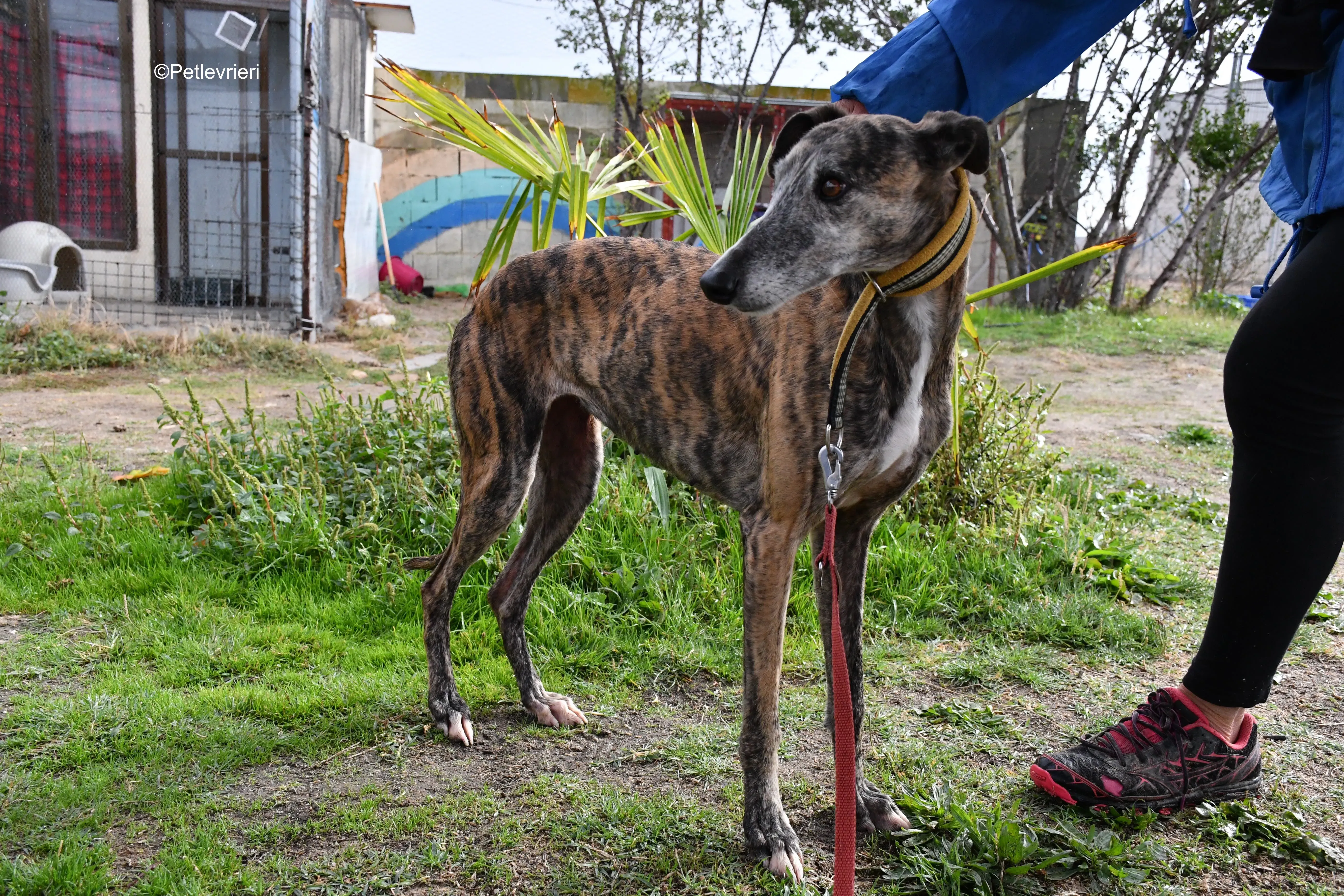 chip 764000 adozione levrieri galgo 4