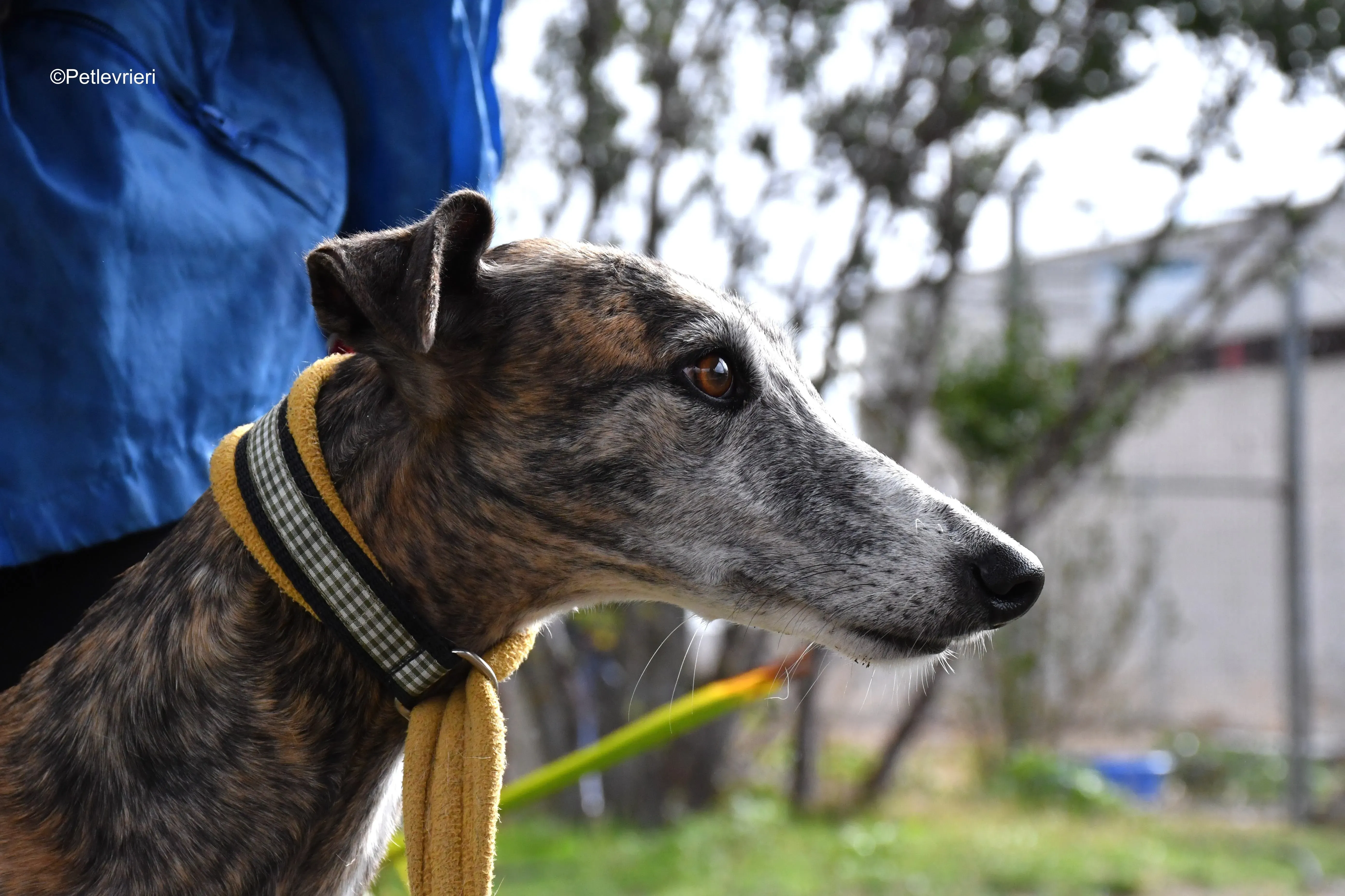 chip 764000 adozione levrieri galgo 5