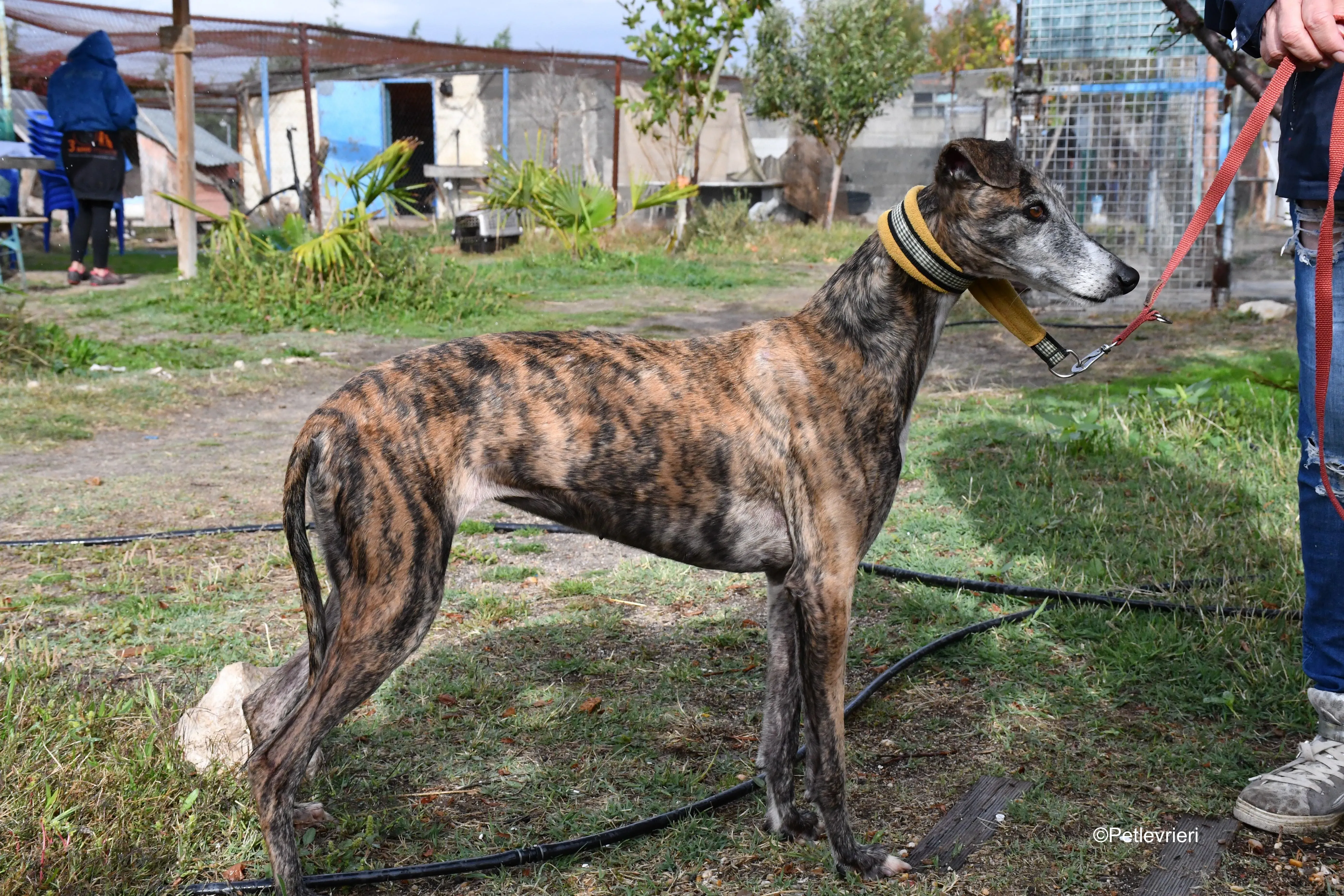 chip 764000 adozione levrieri galgo 6