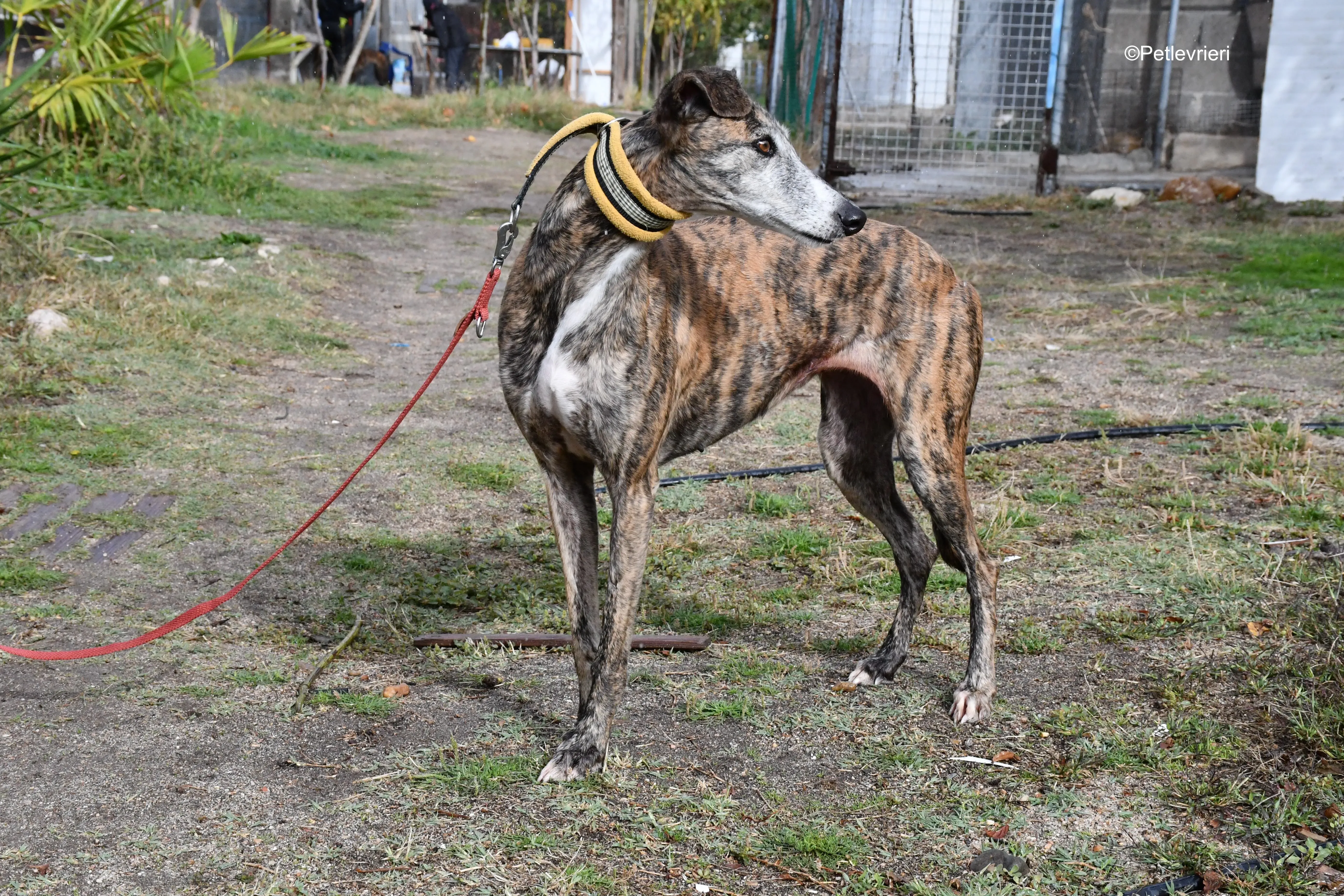 chip 764000 adozione levrieri galgo 7