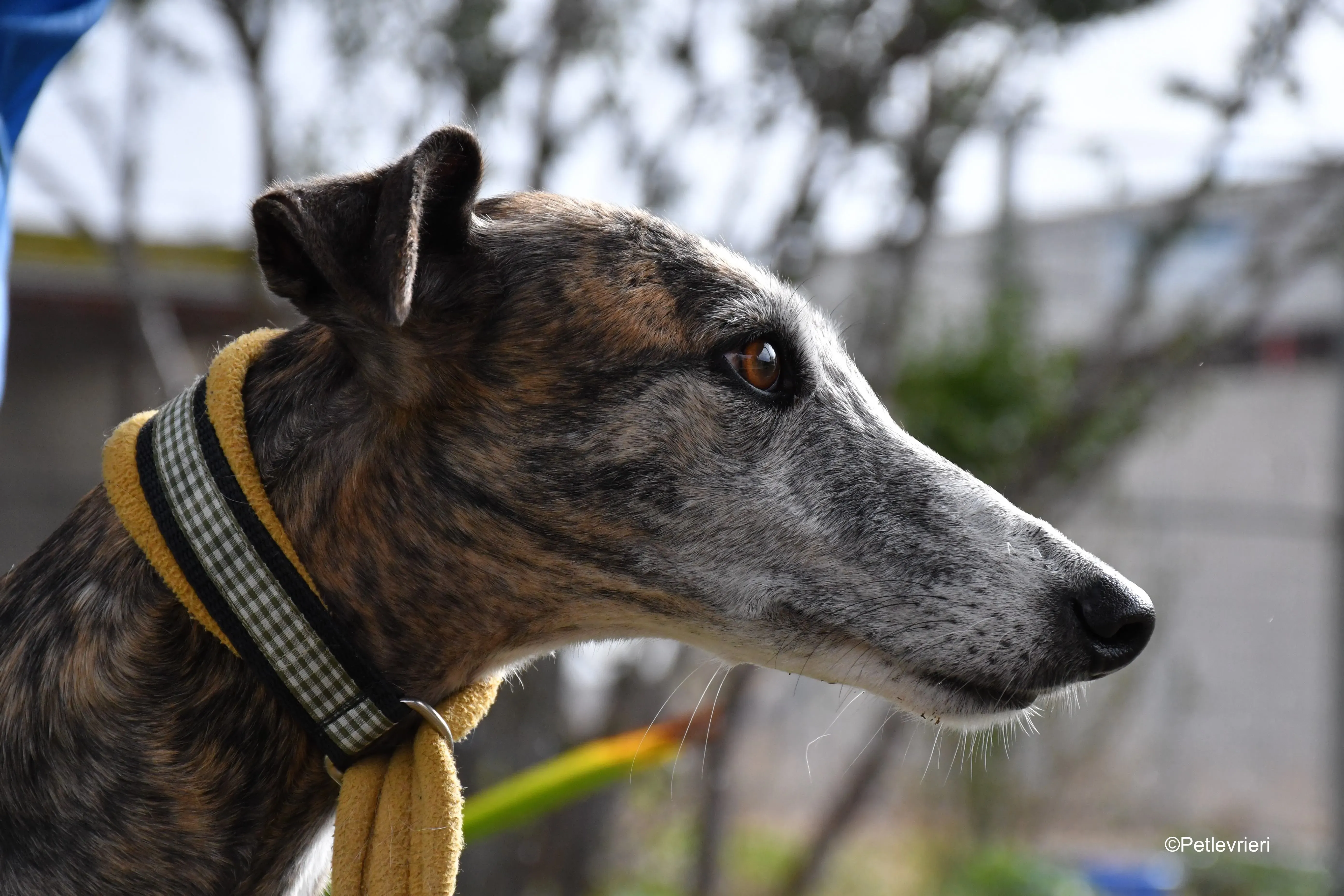 chip 764000 adozione levrieri galgo 8