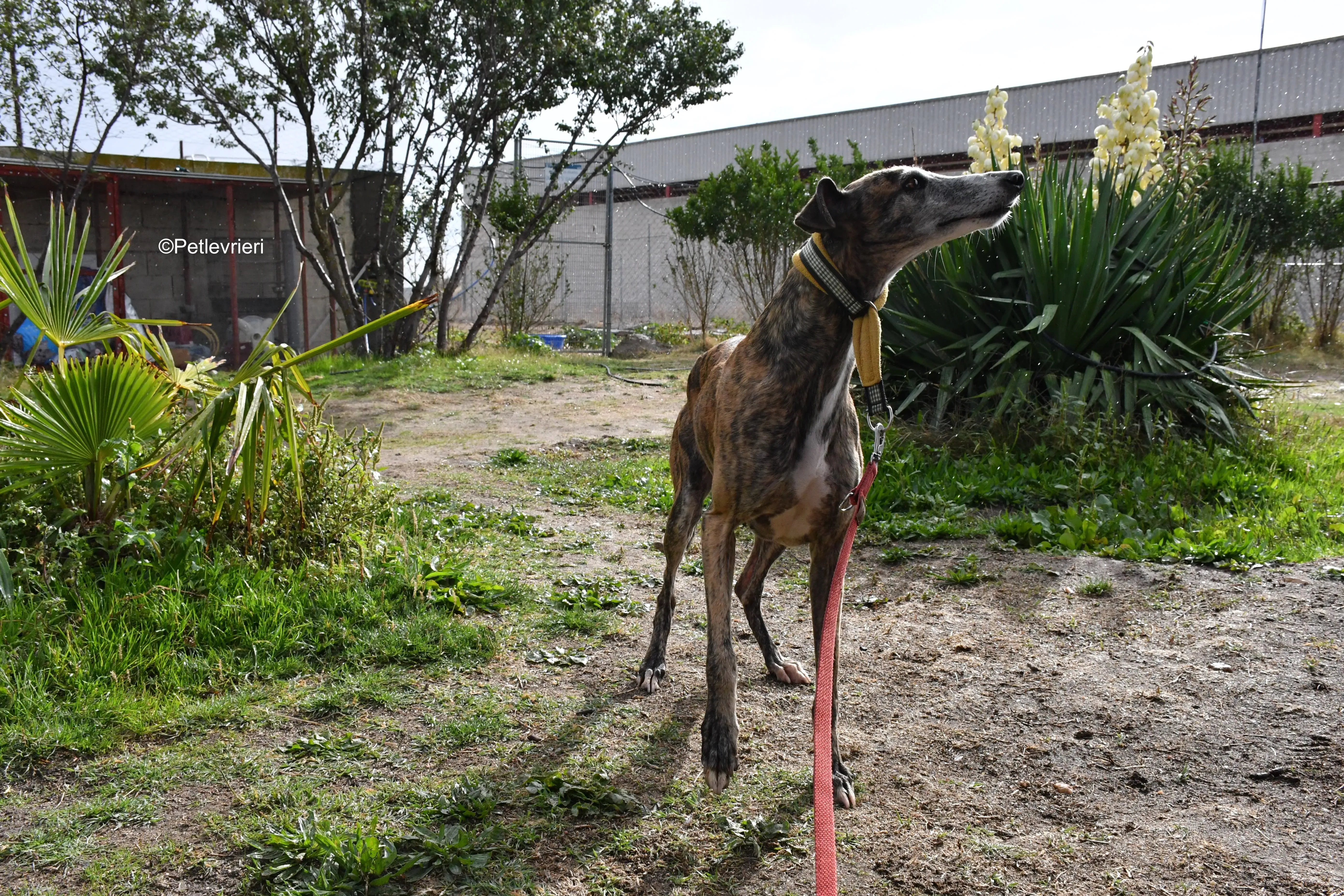 chip 764000 adozione levrieri galgo 9
