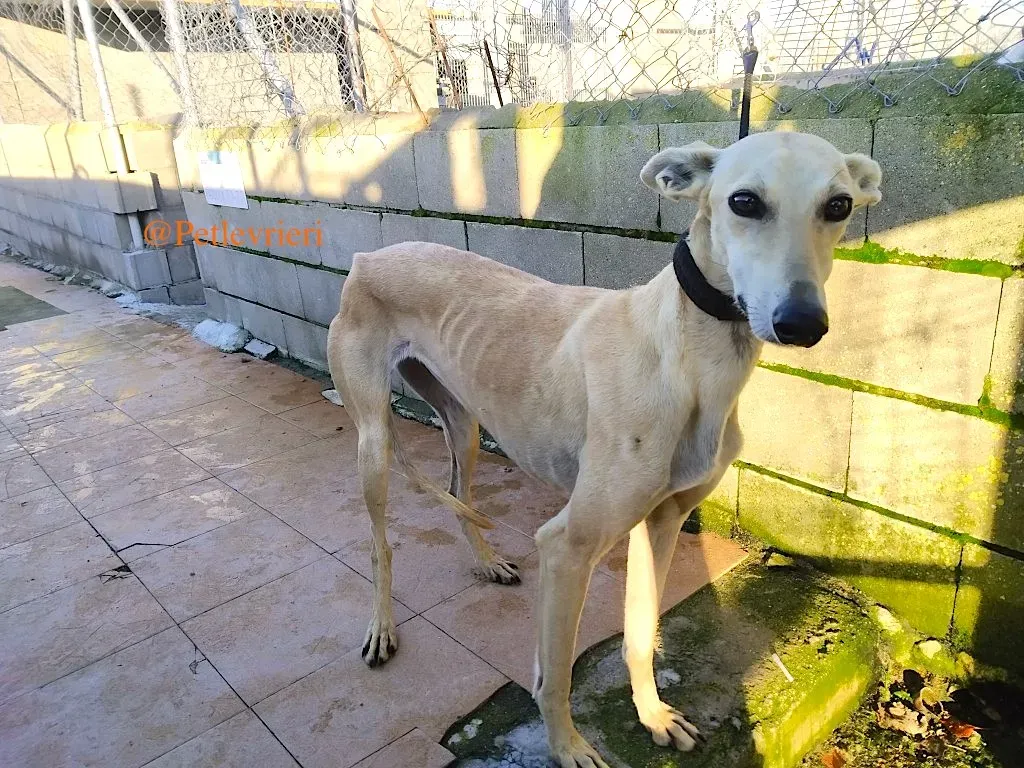 chip 78217812 adozione levrieri galgo 1