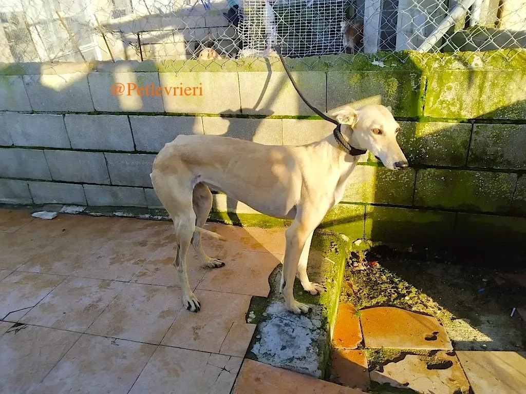 chip 78217812 adozione levrieri galgo 2