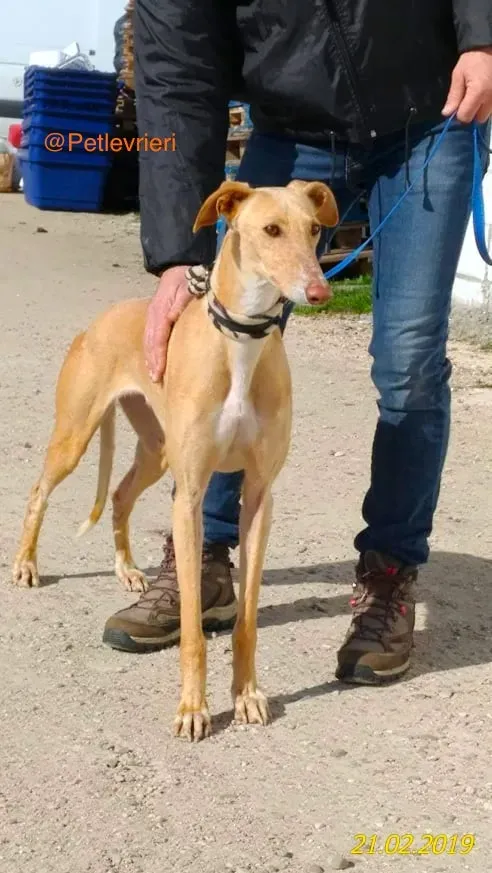 chip 8075 adozione levrieri galgo 1