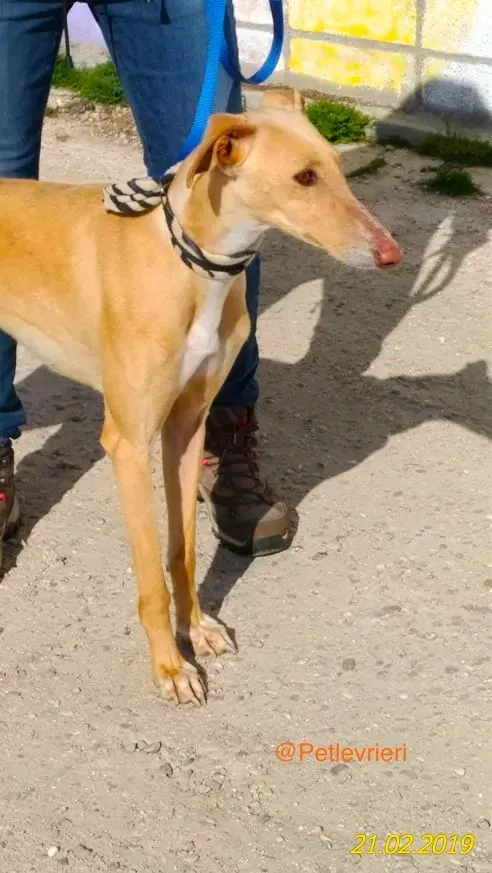 chip 8075 adozione levrieri galgo 2