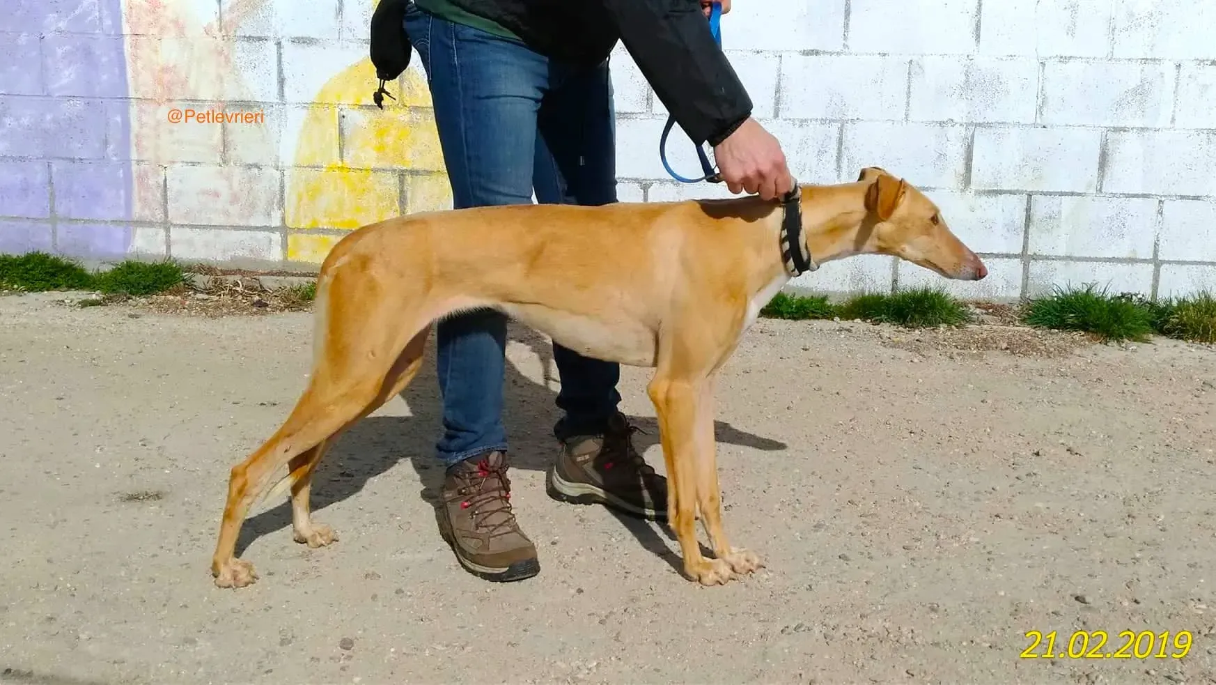 chip 8075 adozione levrieri galgo 3