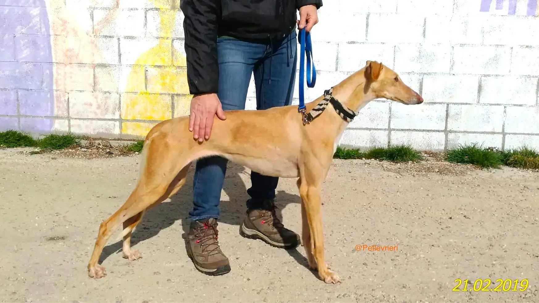 chip 8075 adozione levrieri galgo 4