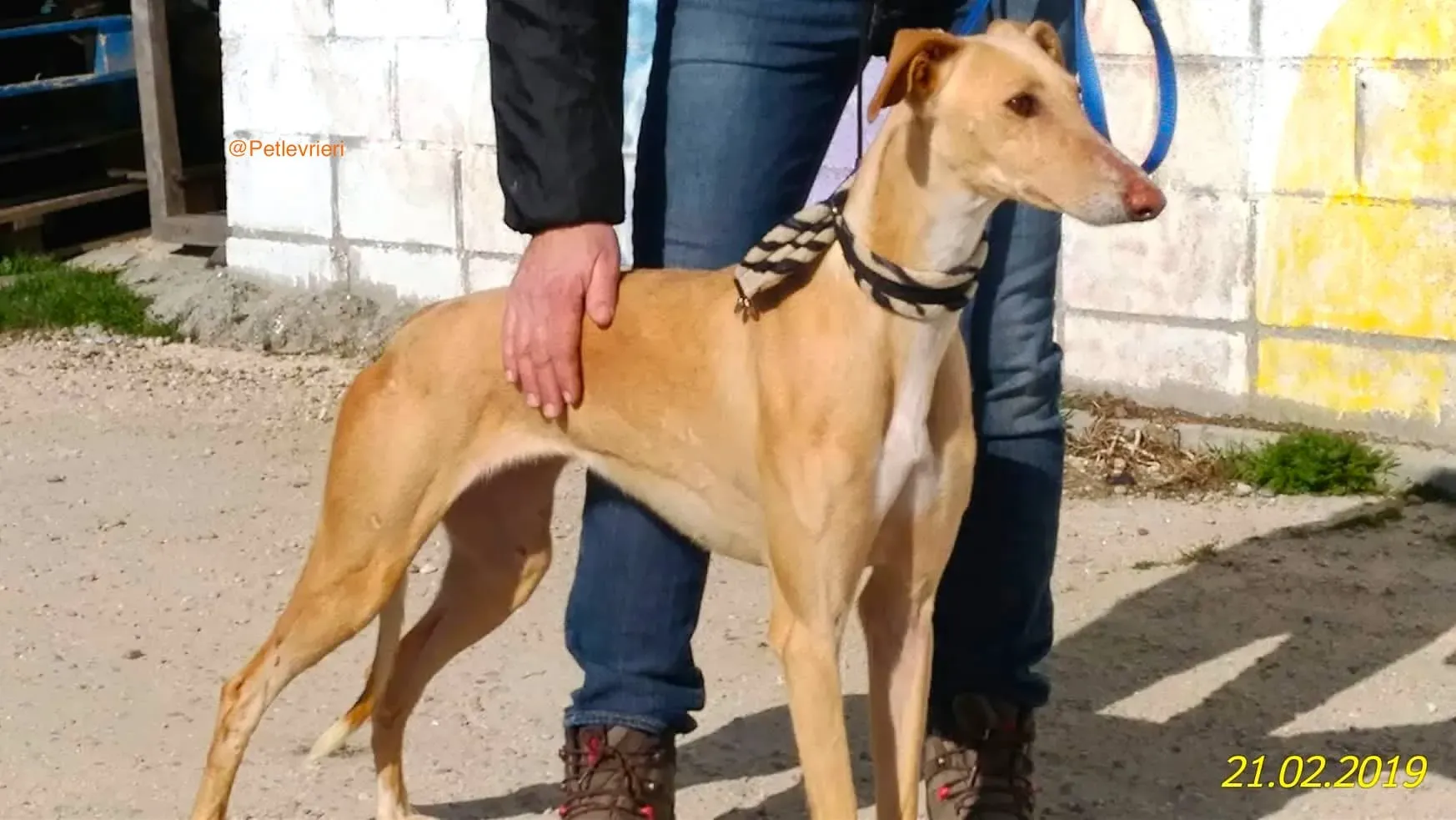 chip 8075 adozione levrieri galgo 5