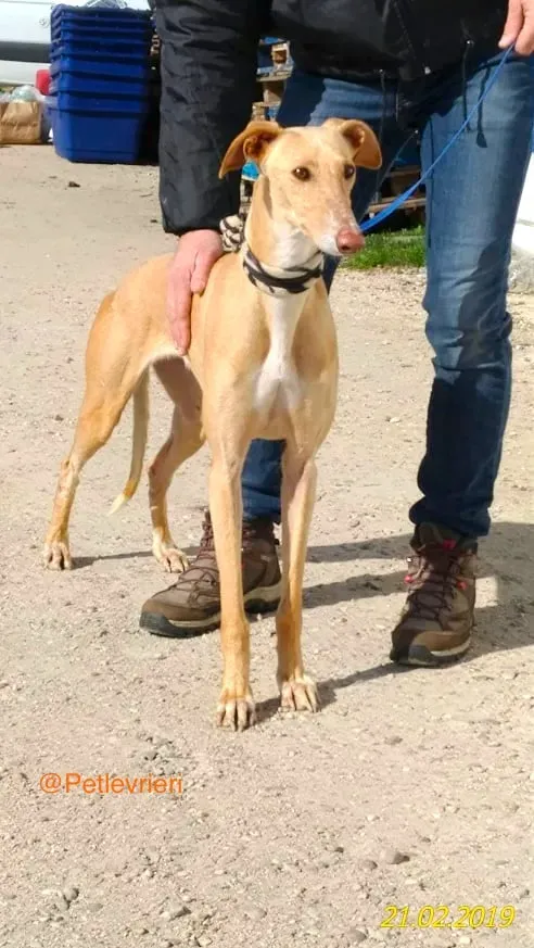 chip 8075 adozione levrieri galgo 6