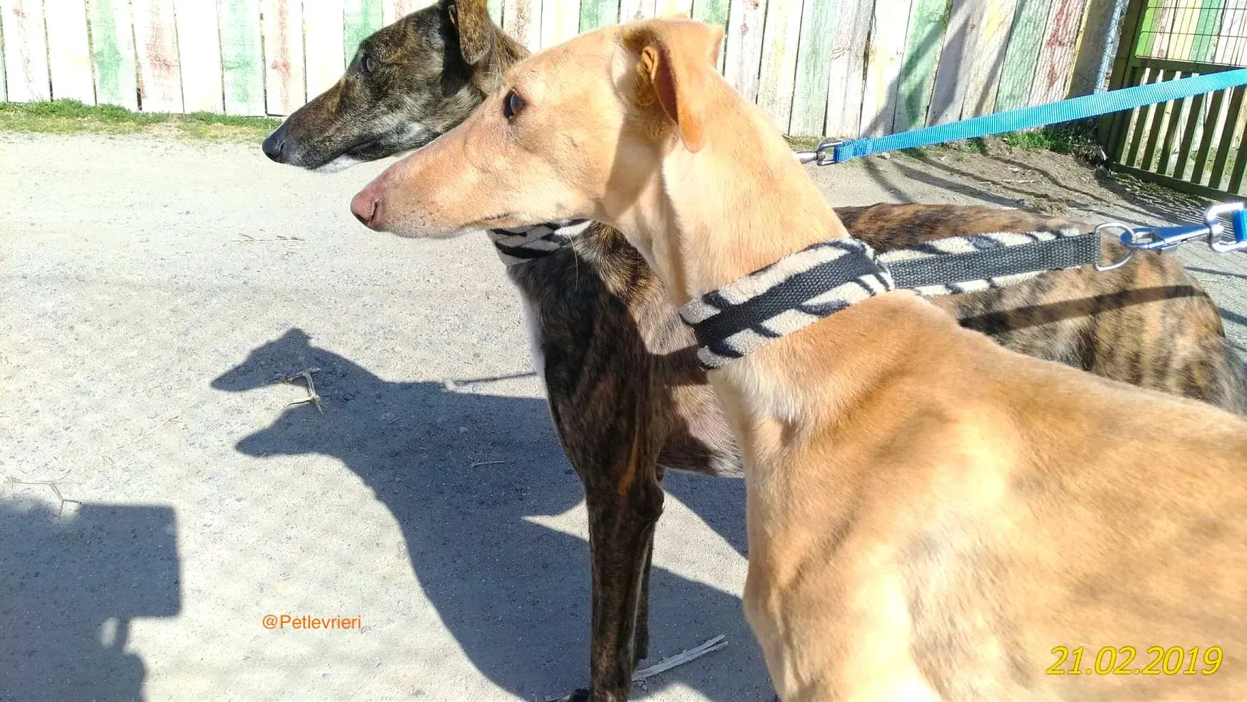 chip 8075 adozione levrieri galgo 7