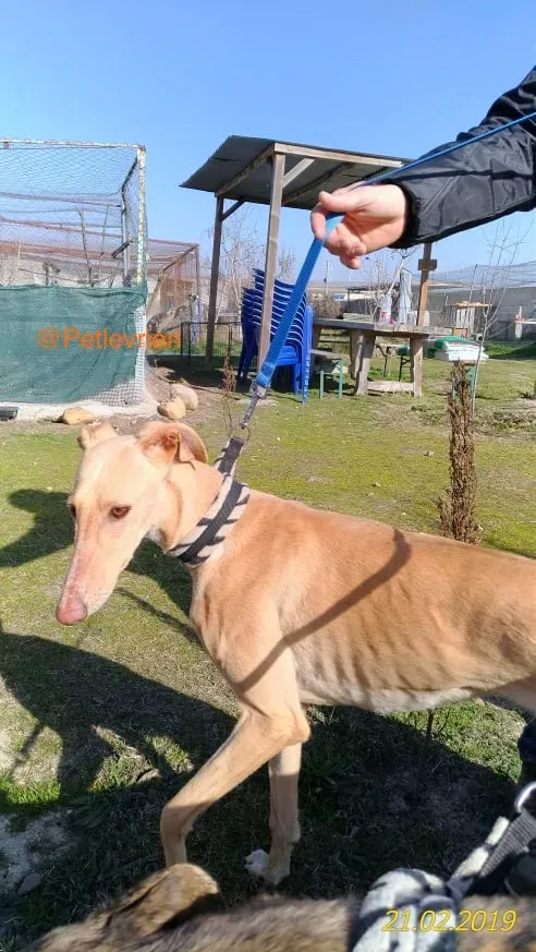 chip 8075 adozione levrieri galgo 8