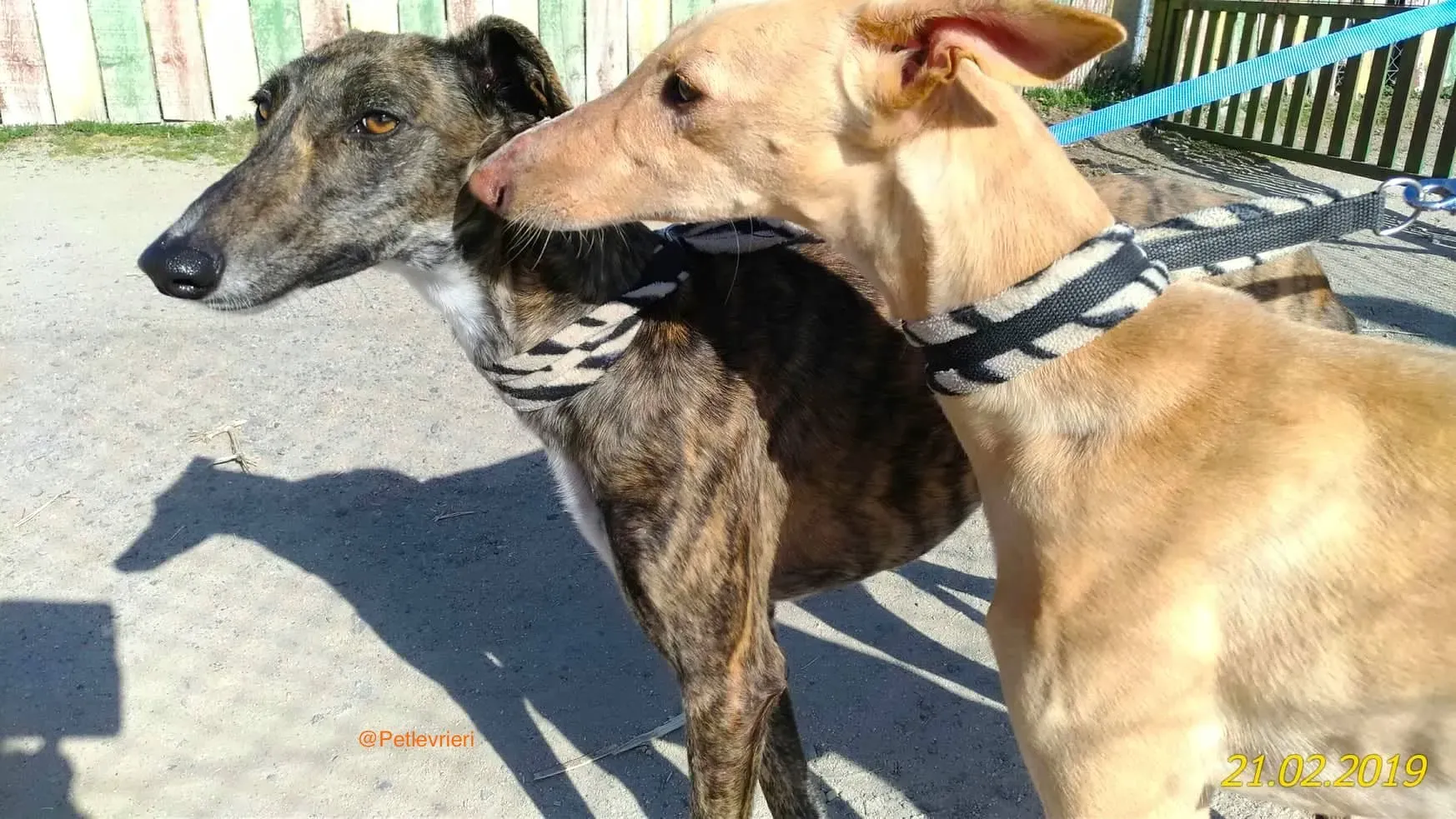 chip 8075 adozione levrieri galgo 9