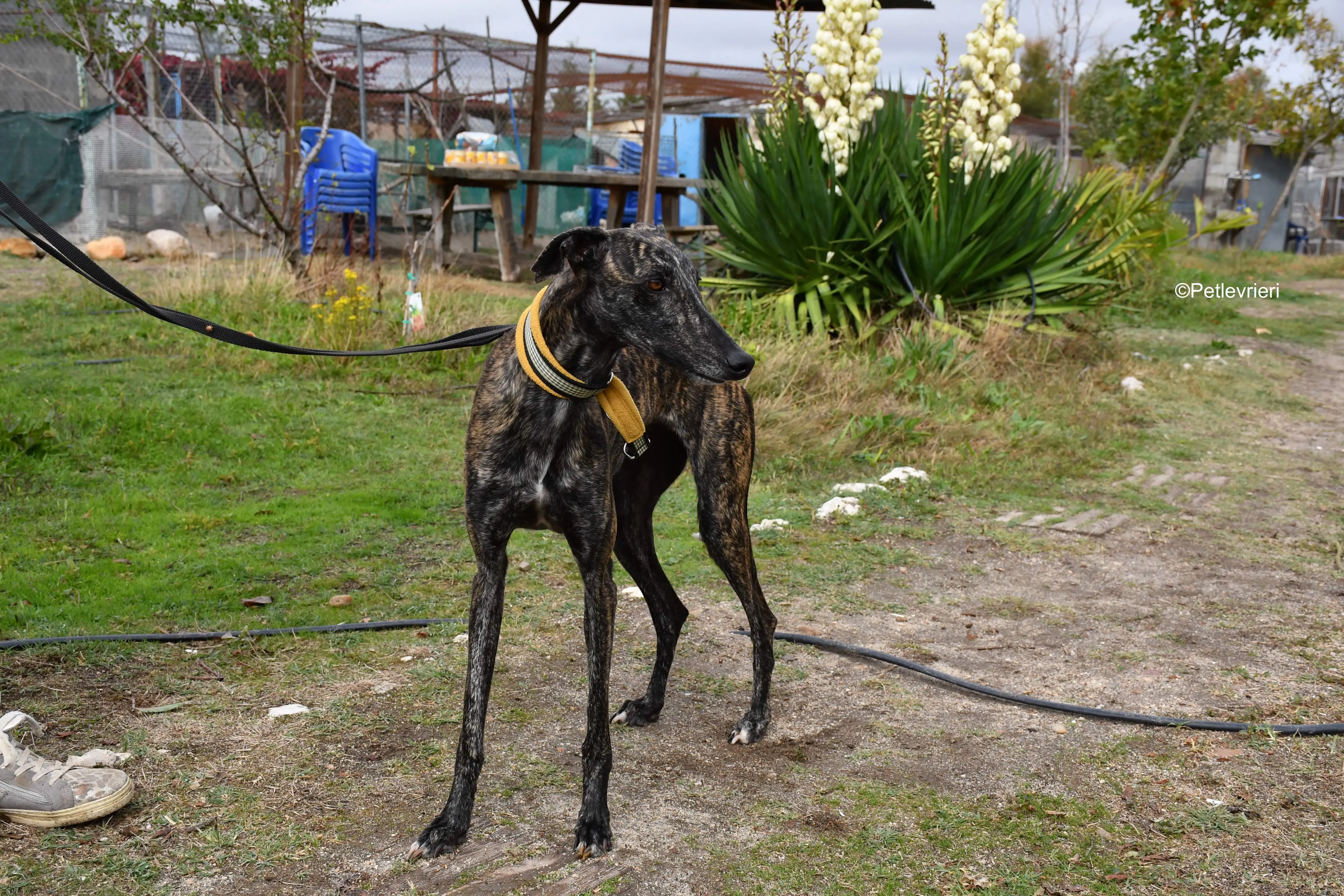 chip 8633 adozione levrieri galgo 1