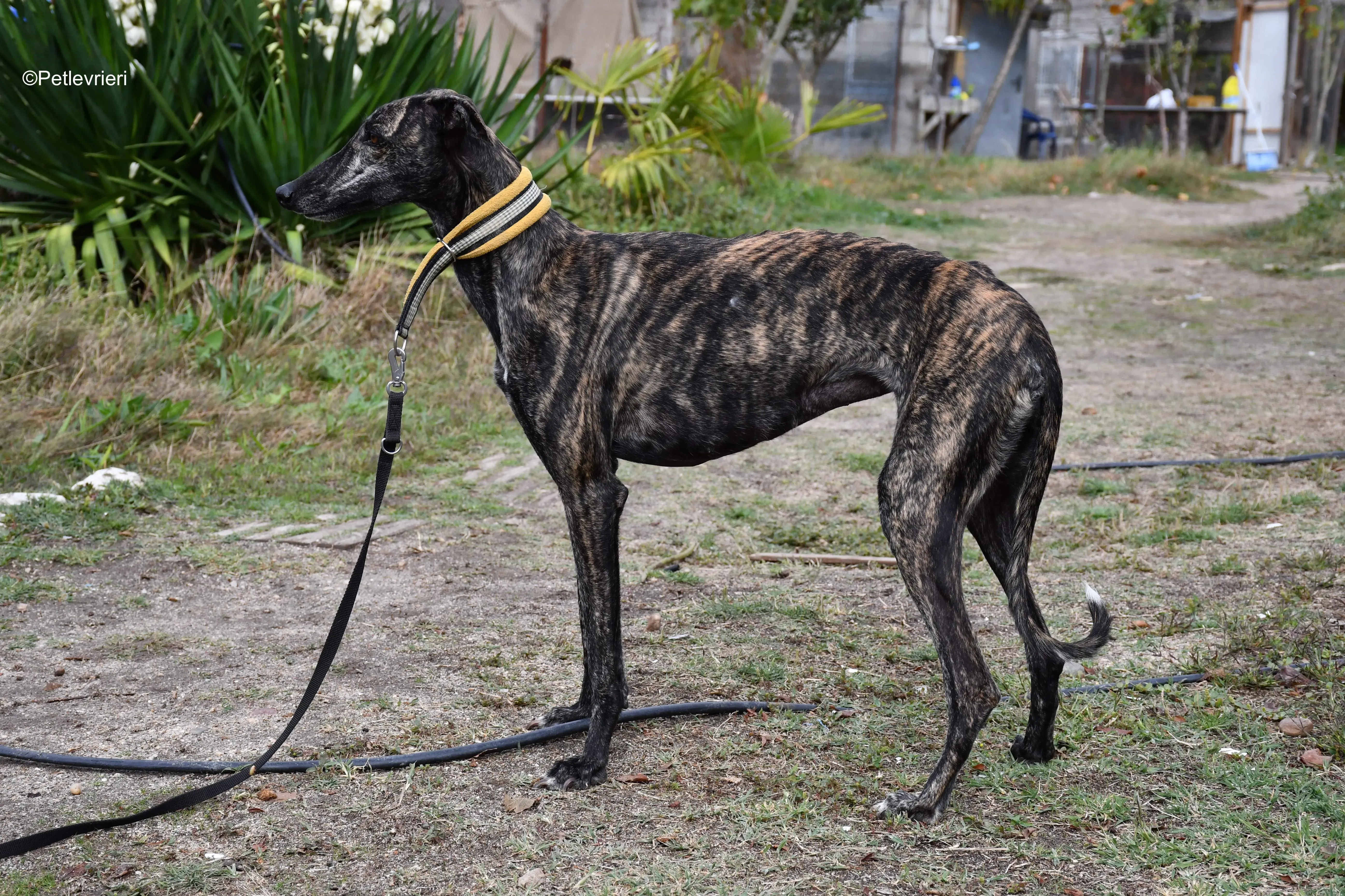 chip 8633 adozione levrieri galgo 10