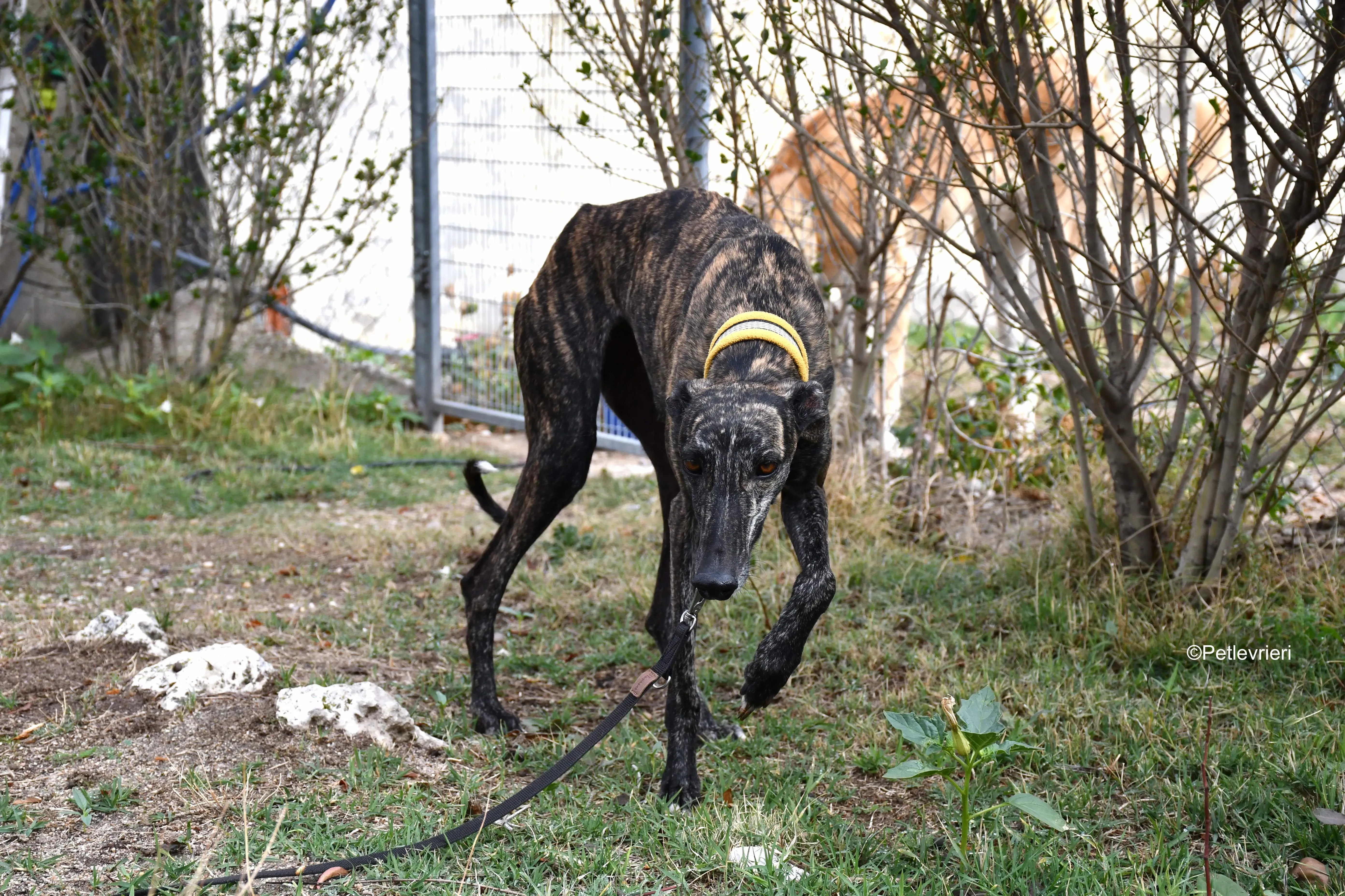 chip 8633 adozione levrieri galgo 11