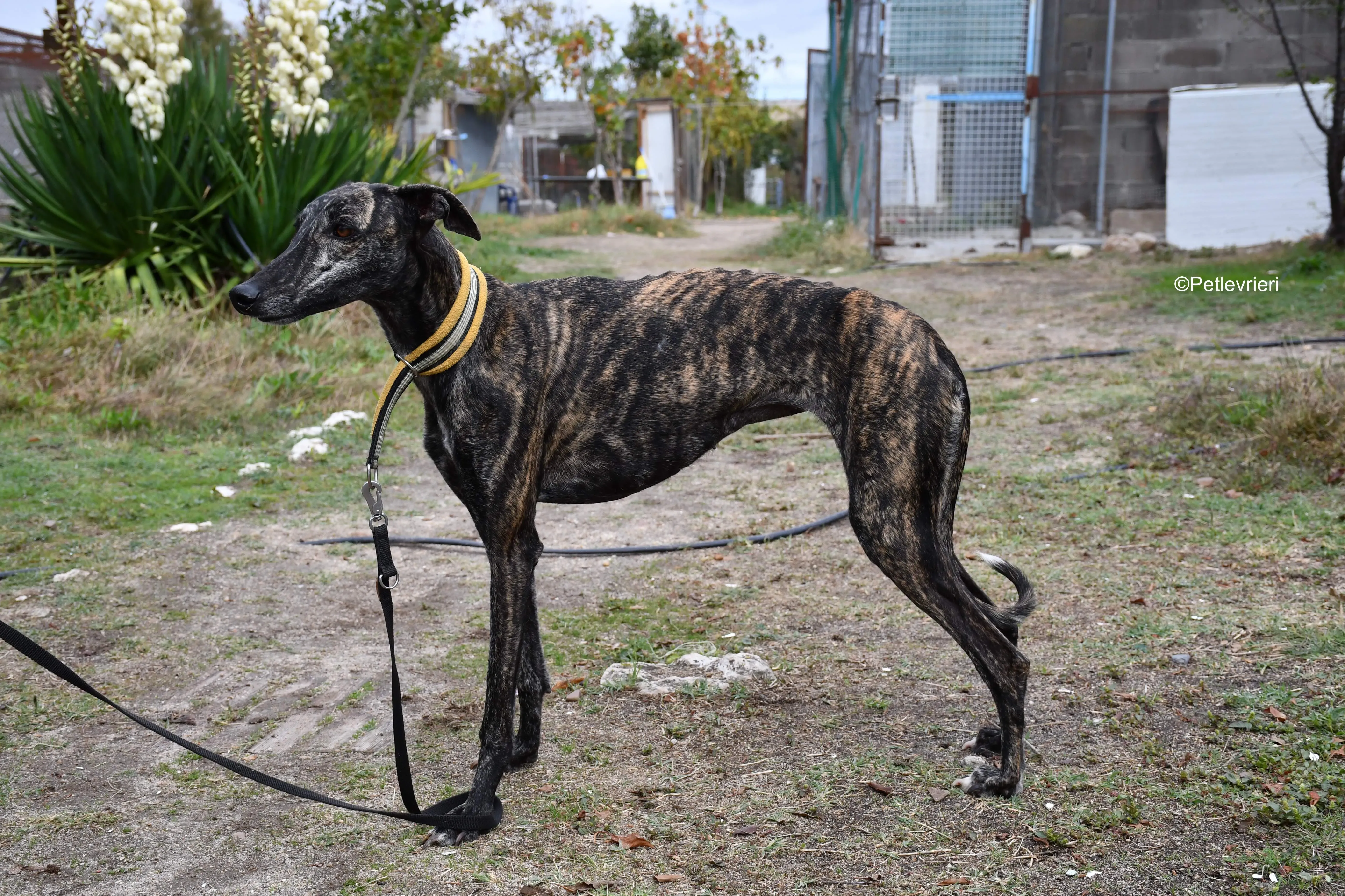 chip 8633 adozione levrieri galgo 12