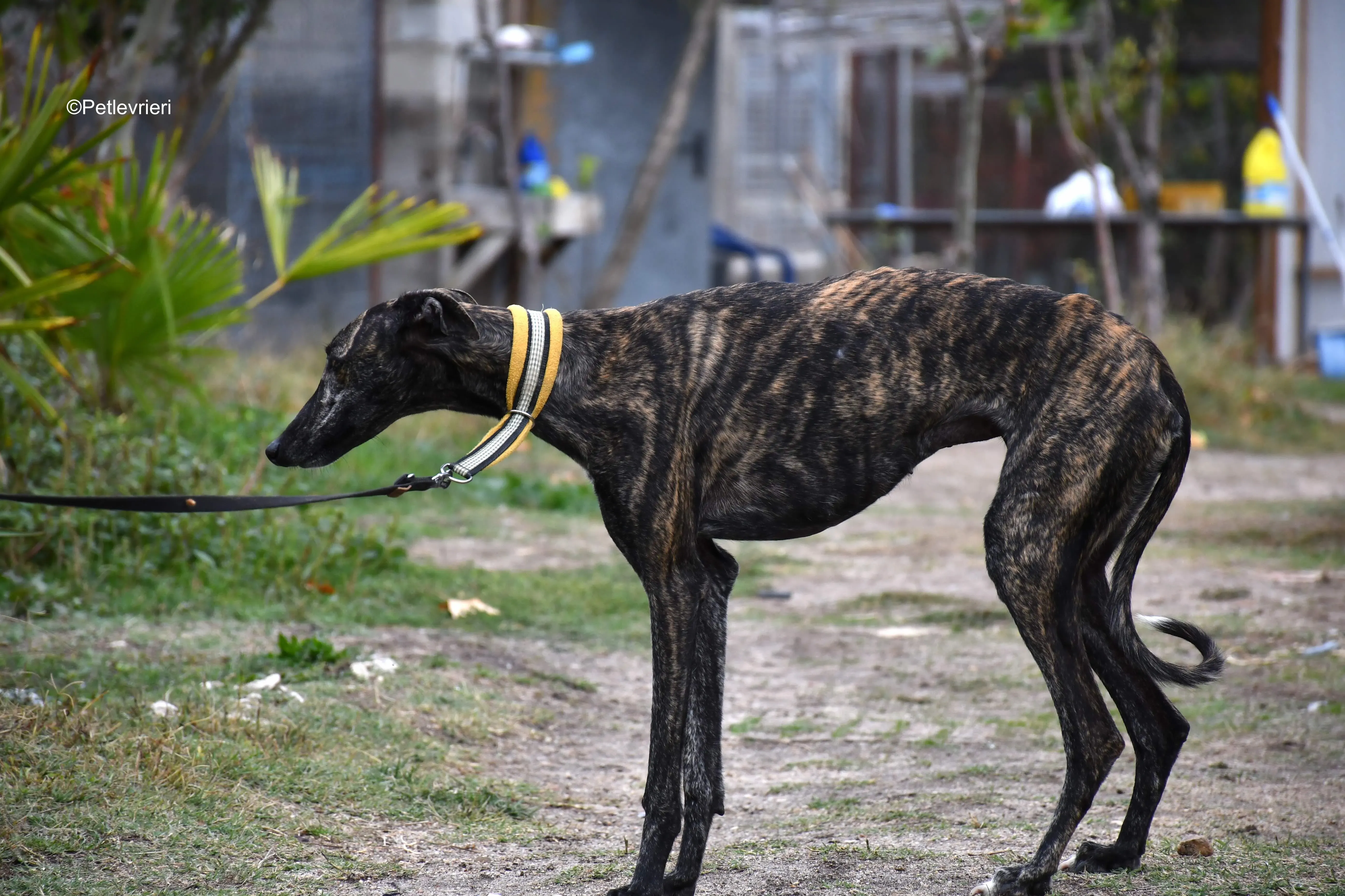 chip 8633 adozione levrieri galgo 13