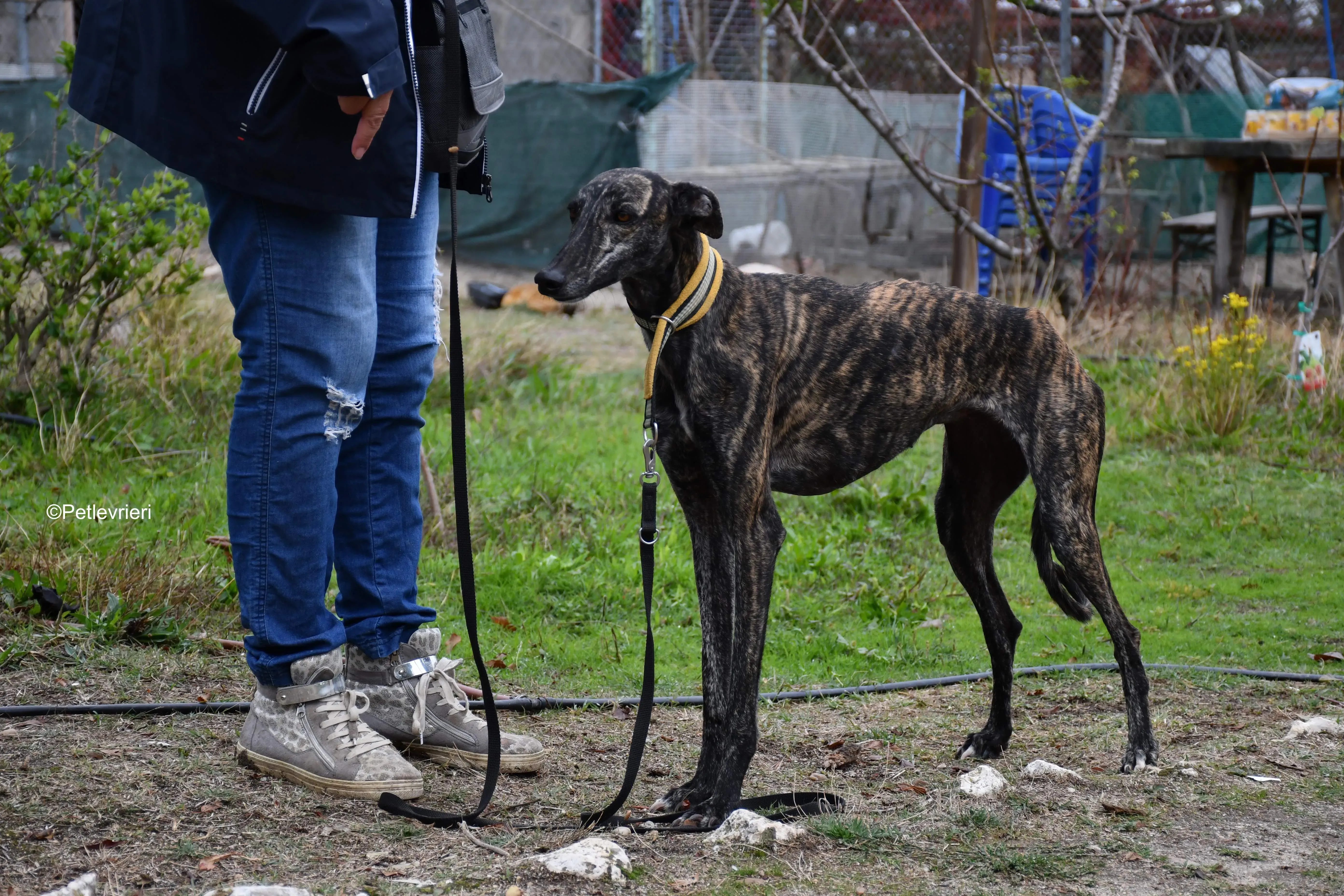 chip 8633 adozione levrieri galgo 14