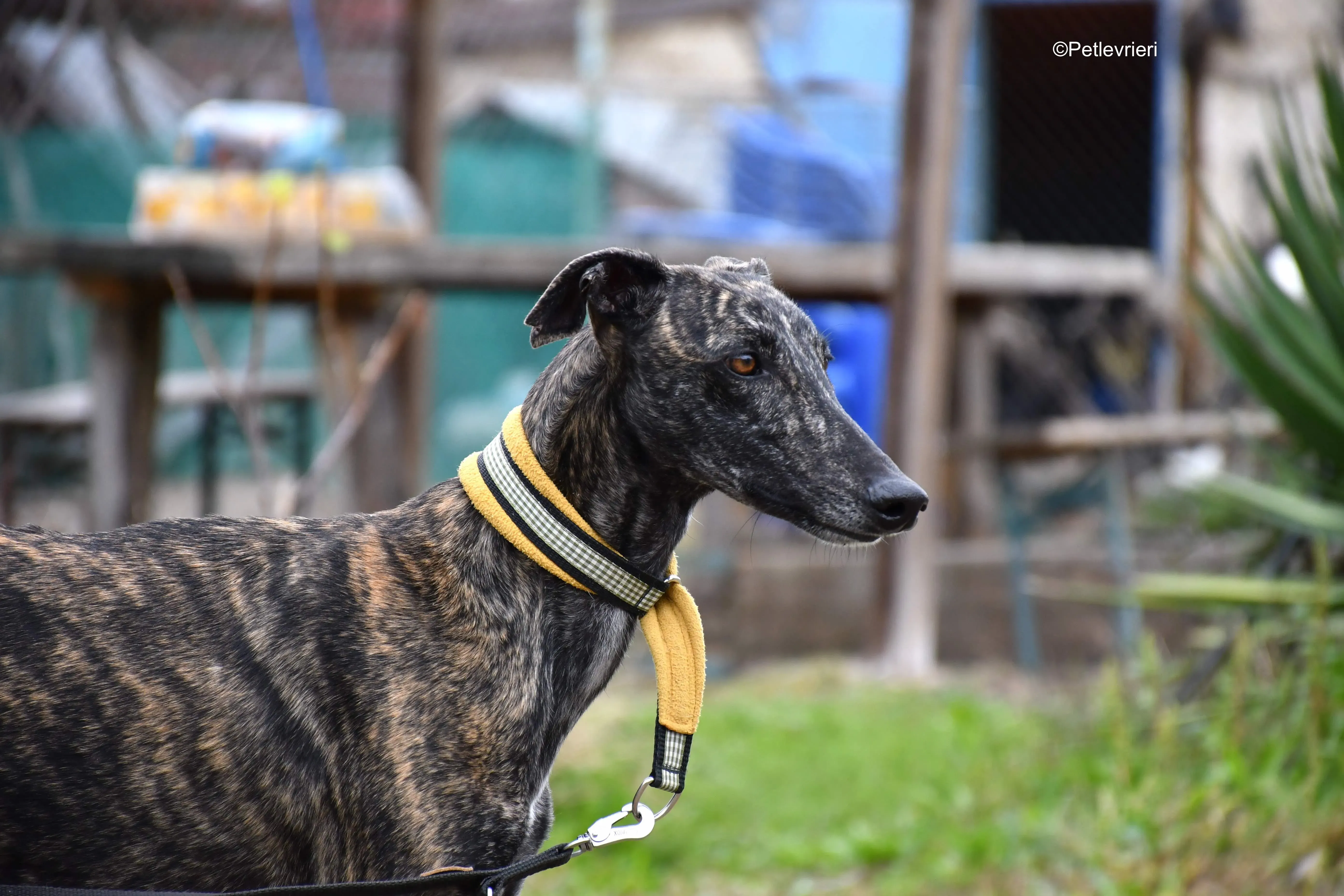 chip 8633 adozione levrieri galgo 15