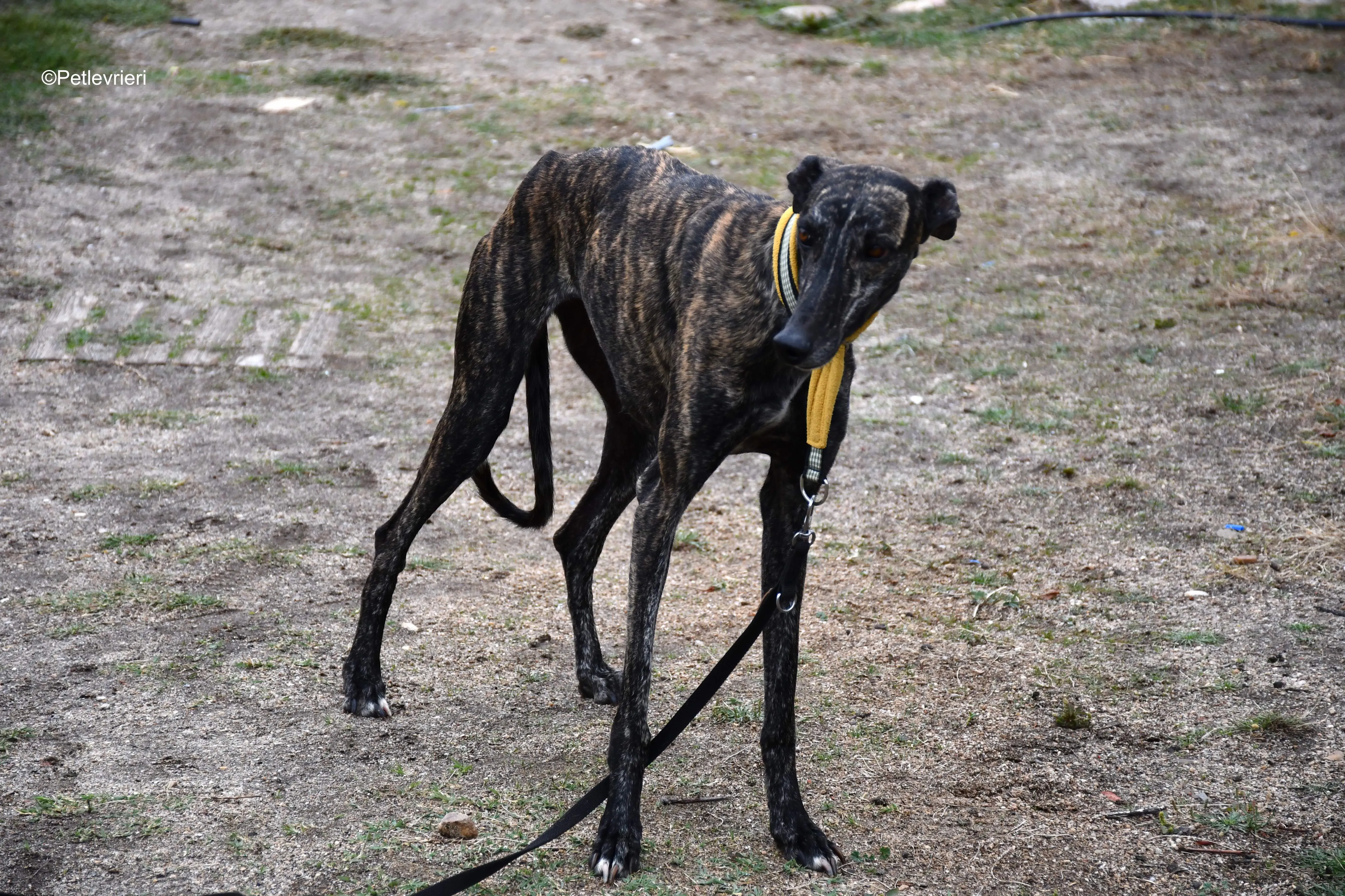 chip 8633 adozione levrieri galgo 16