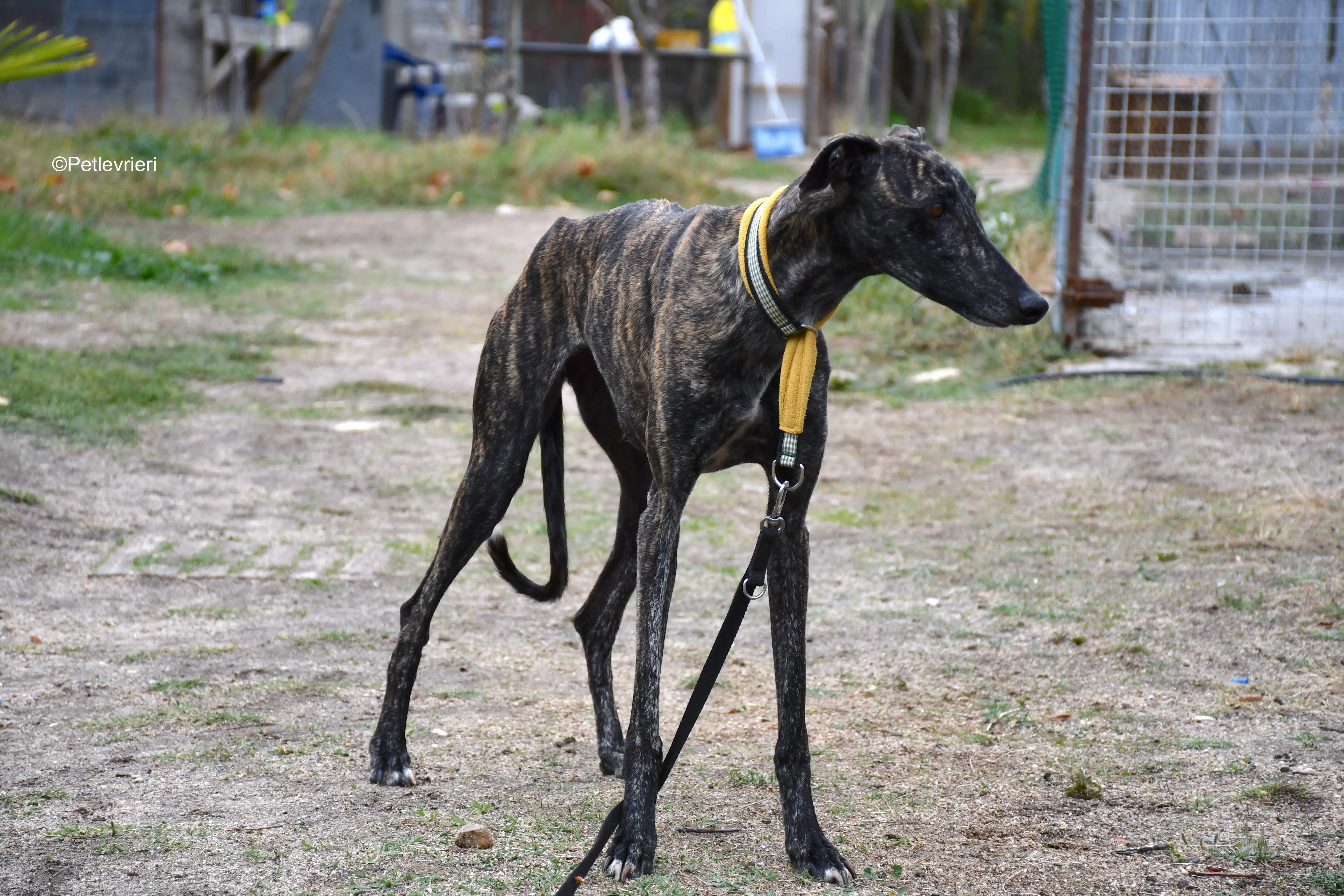 chip 8633 adozione levrieri galgo 17