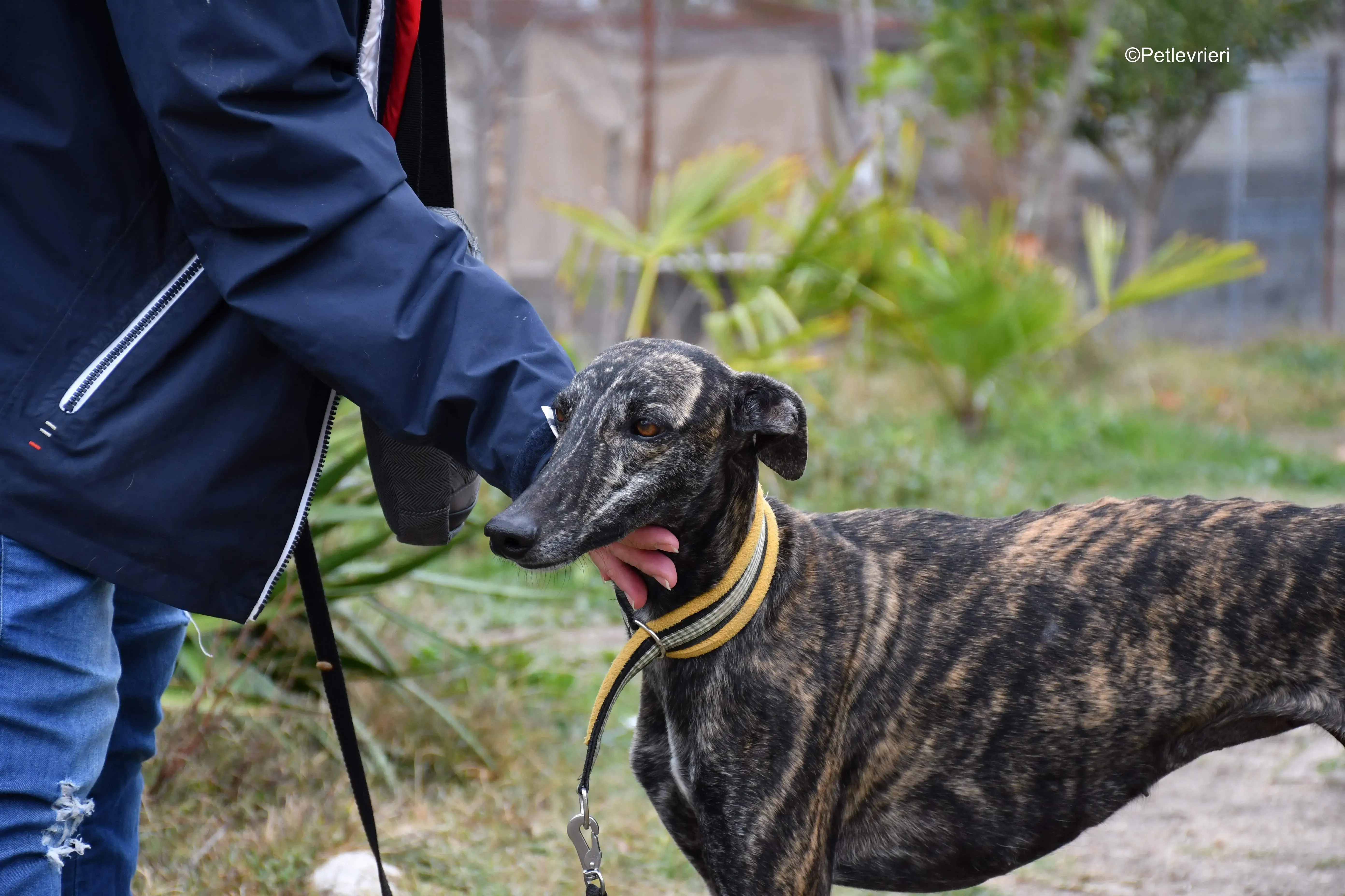 chip 8633 adozione levrieri galgo 18