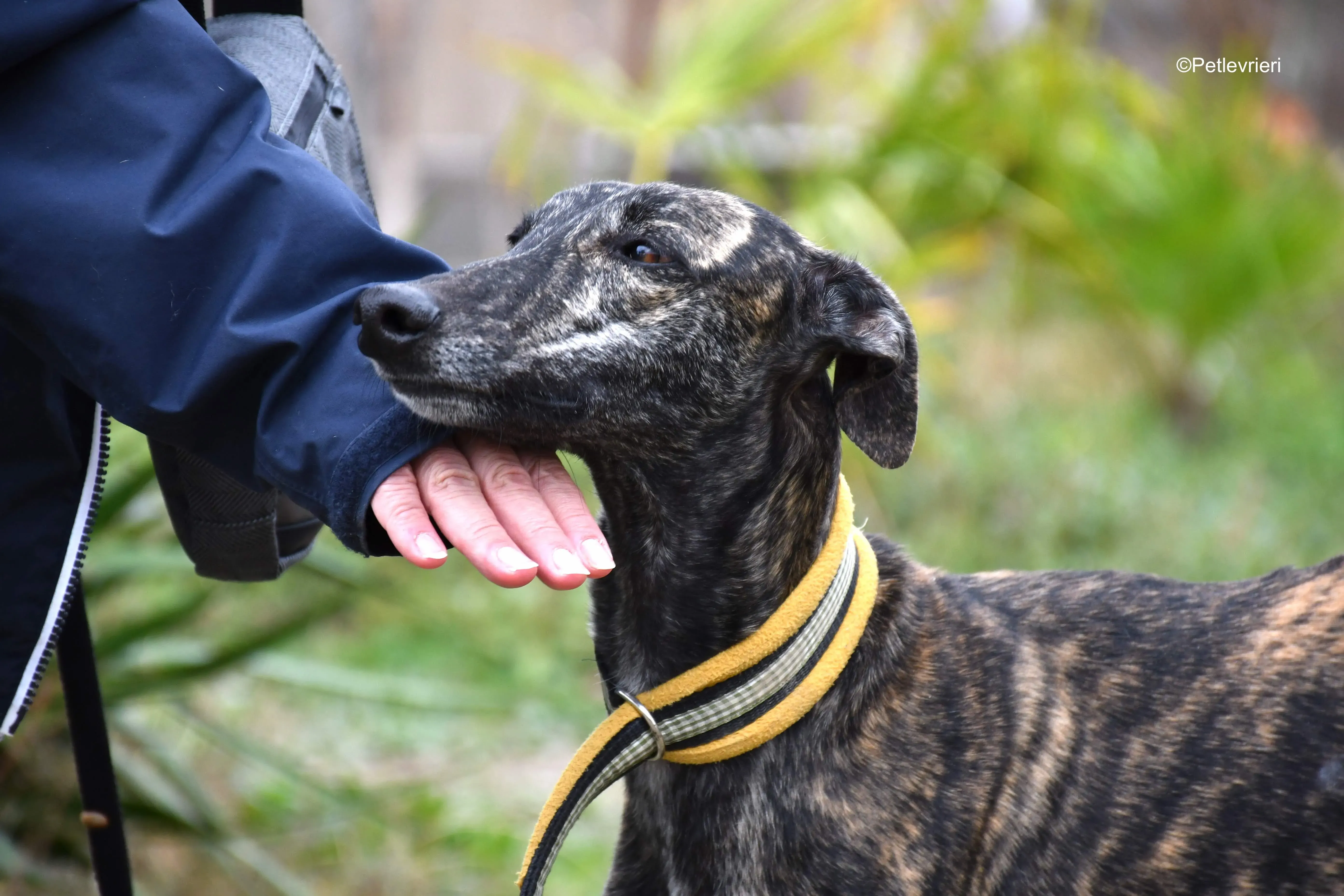 chip 8633 adozione levrieri galgo 19