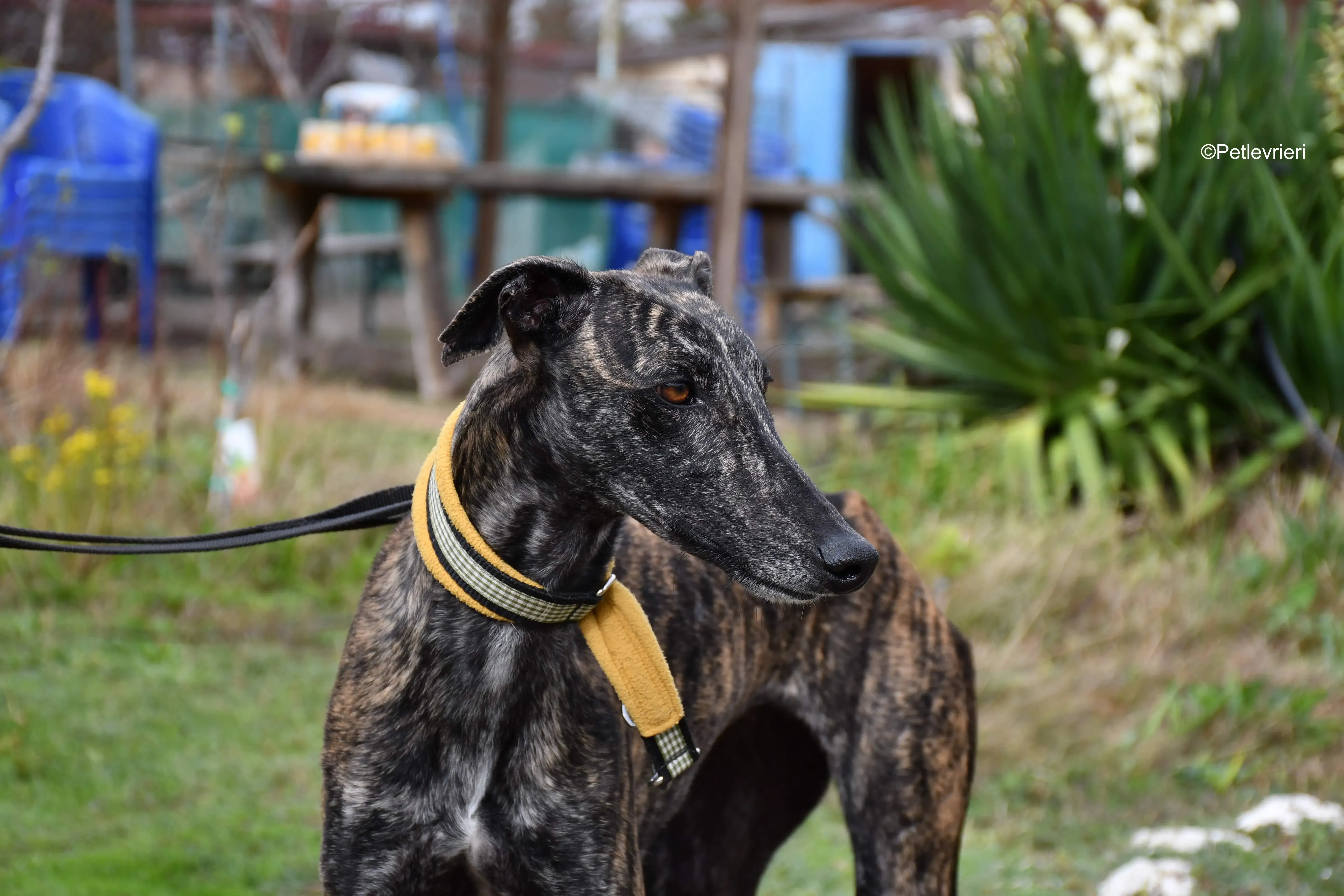 chip 8633 adozione levrieri galgo 2