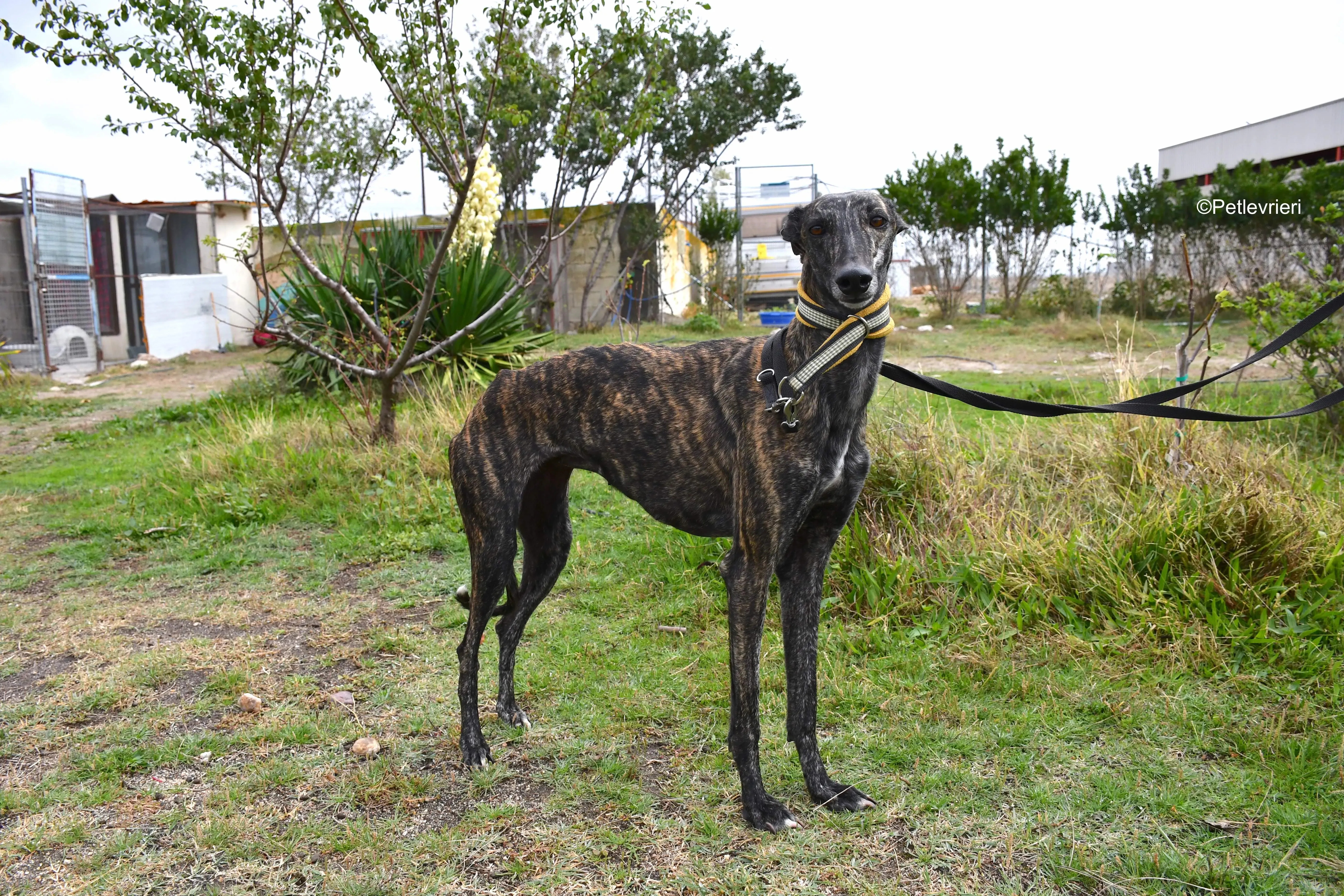 chip 8633 adozione levrieri galgo 20