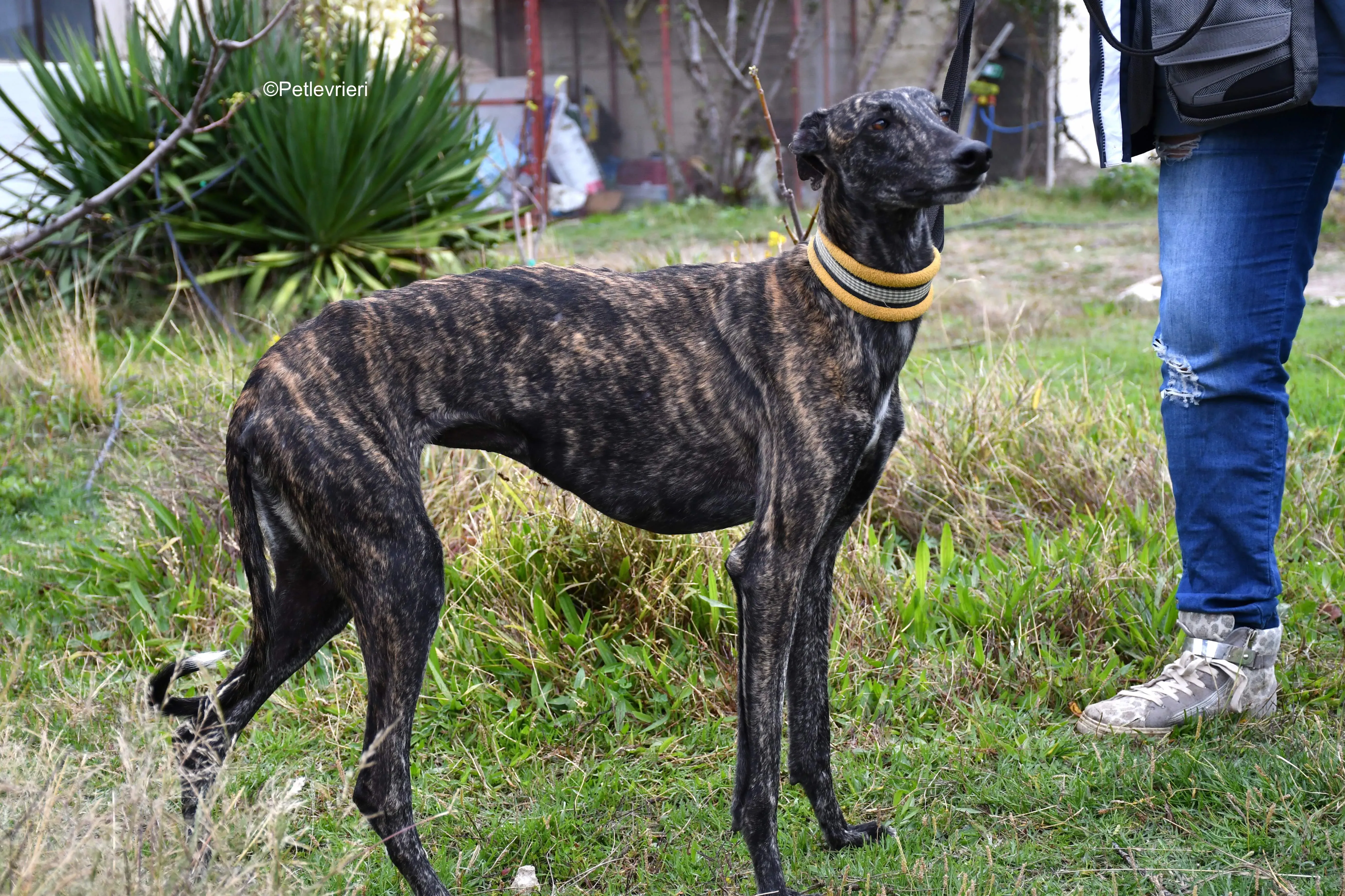 chip 8633 adozione levrieri galgo 21