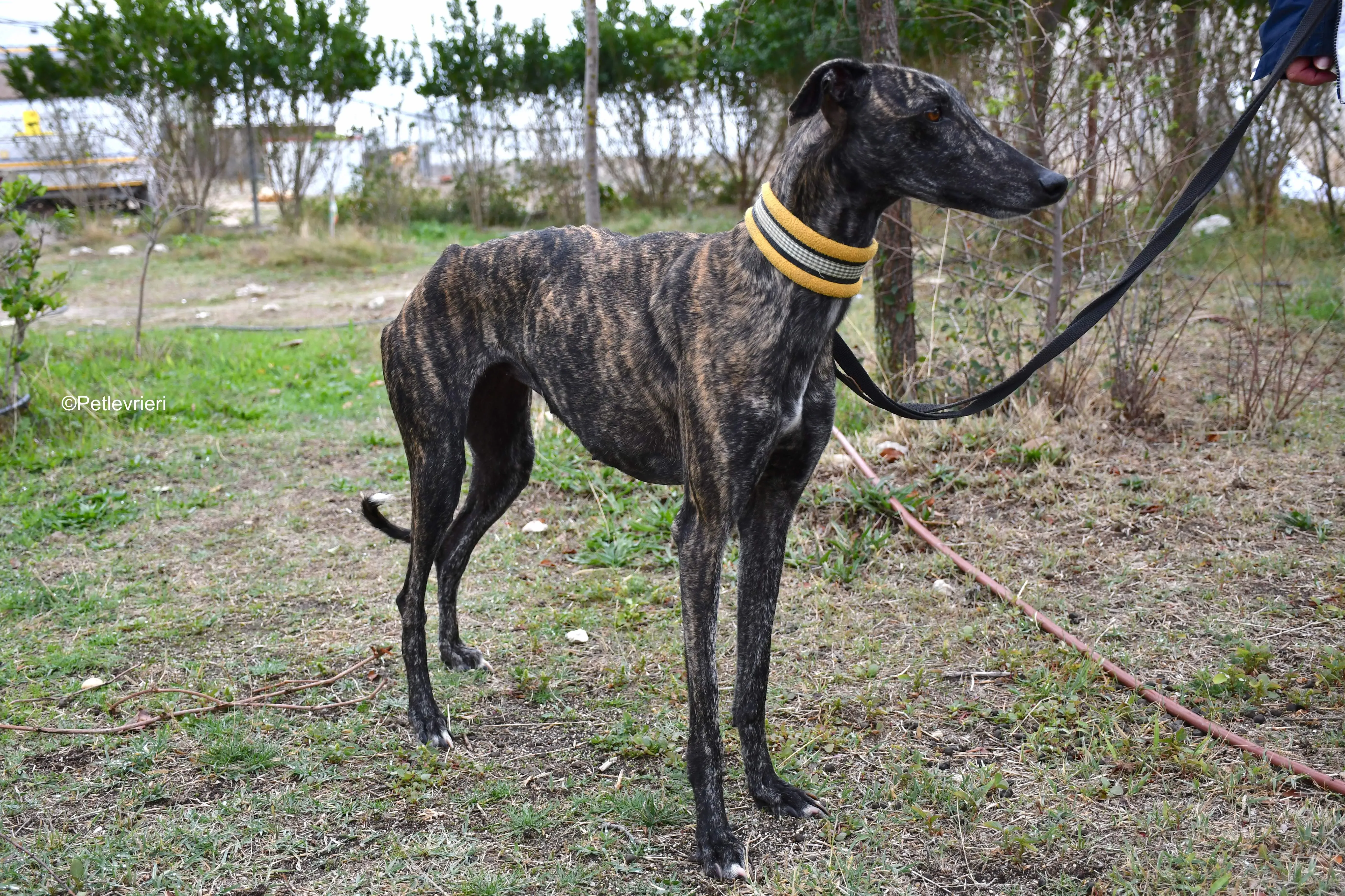 chip 8633 adozione levrieri galgo 22