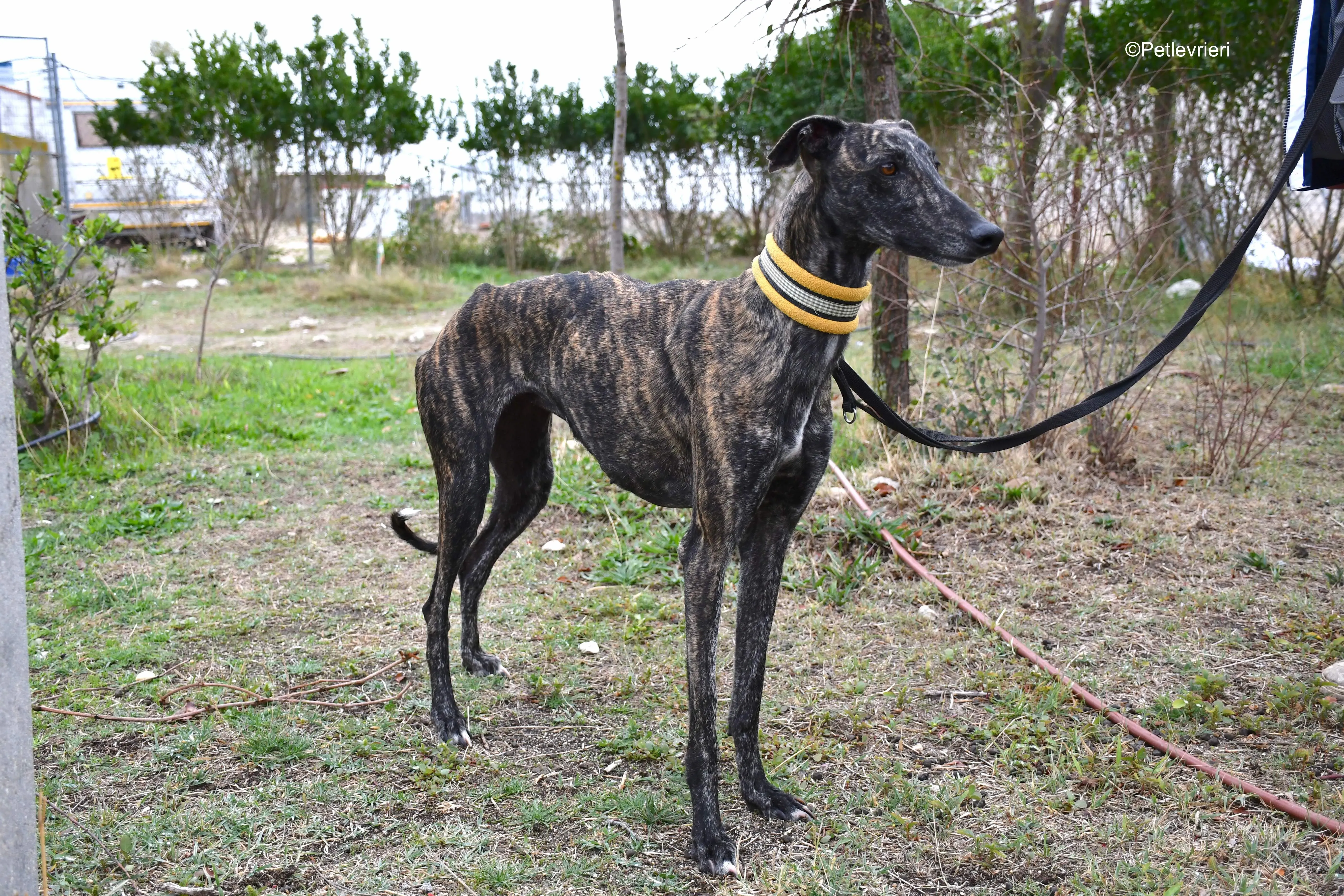 chip 8633 adozione levrieri galgo 23