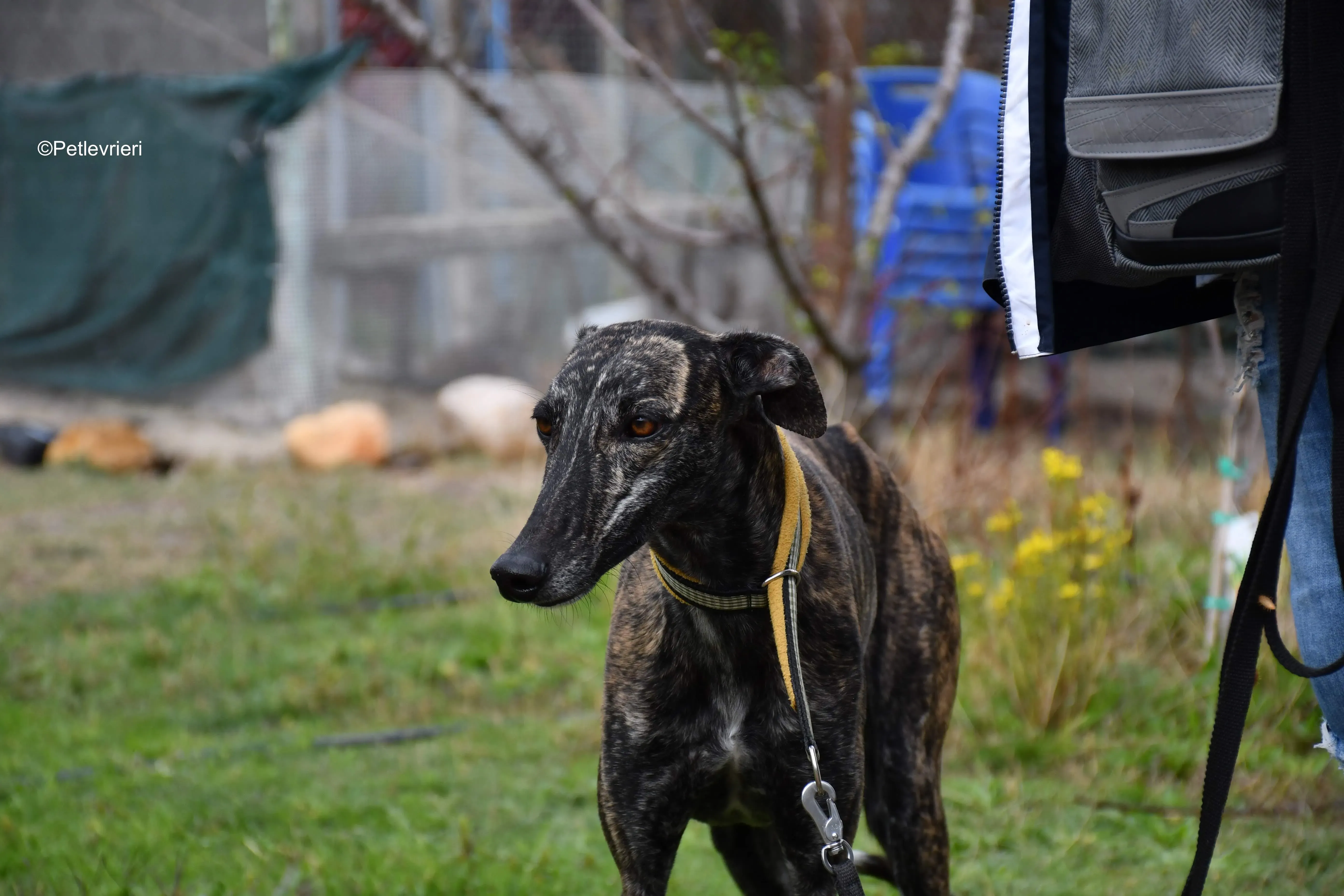 chip 8633 adozione levrieri galgo 3