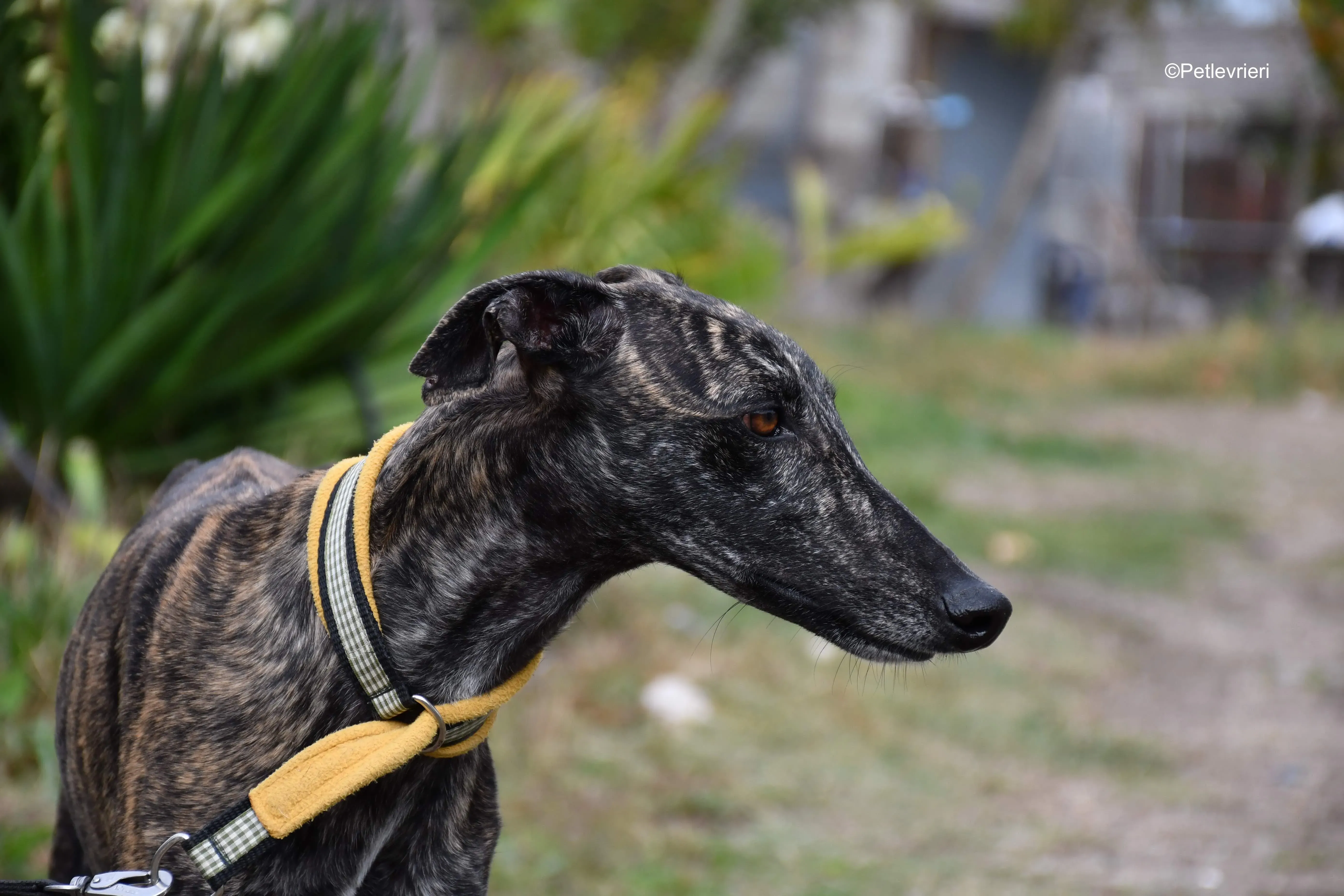 chip 8633 adozione levrieri galgo 4