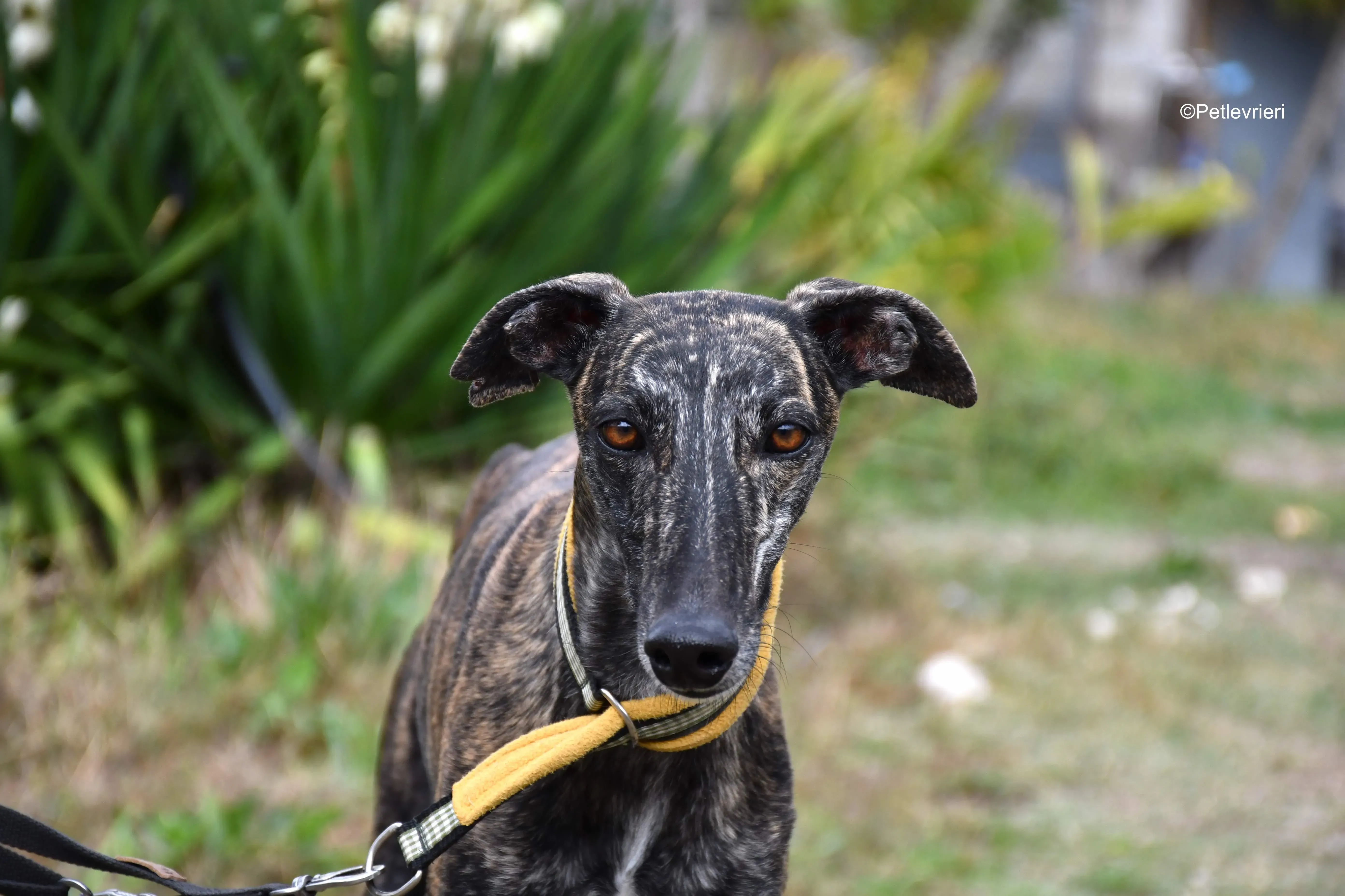 chip 8633 adozione levrieri galgo 5