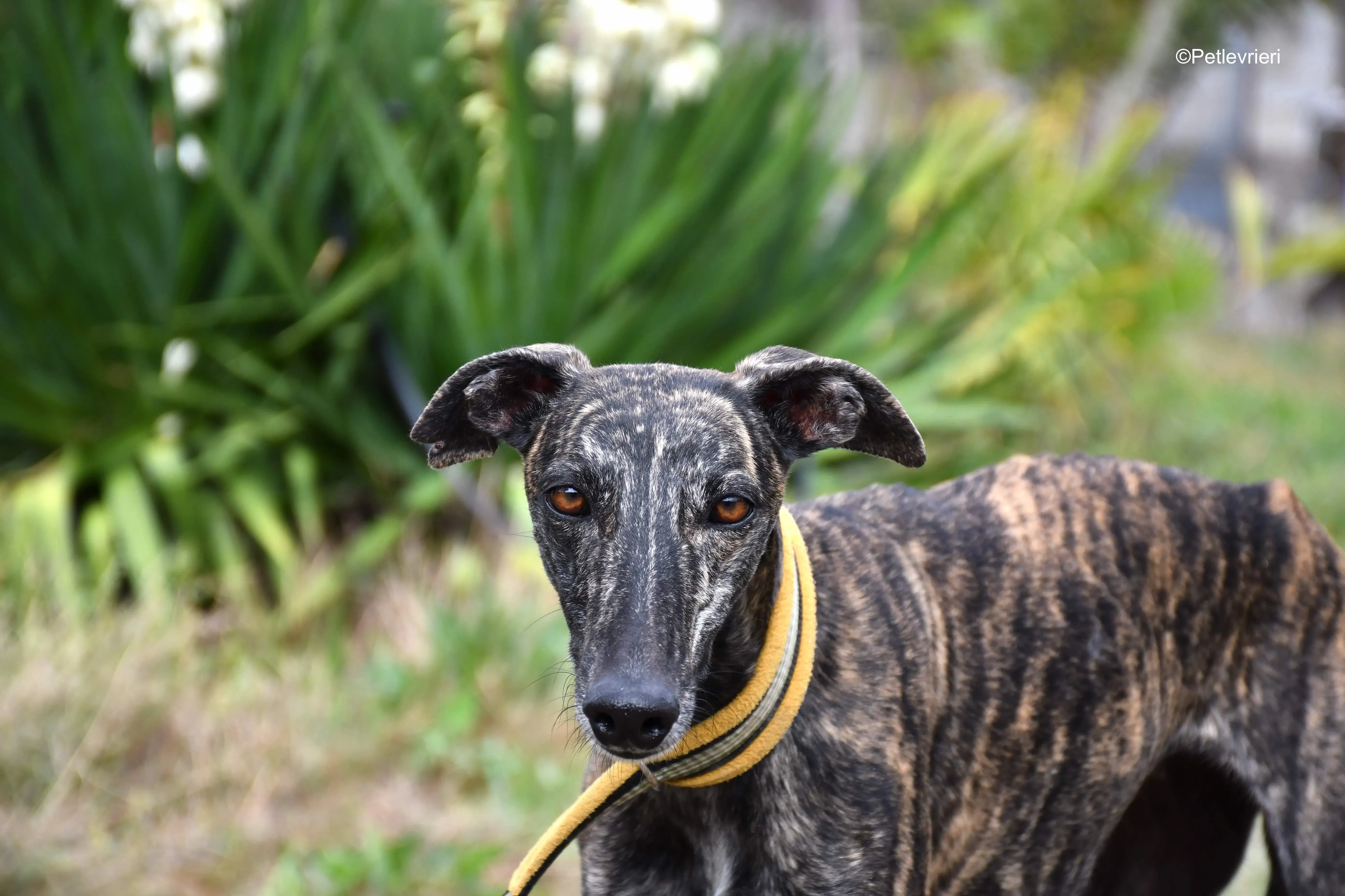 chip 8633 adozione levrieri galgo 6