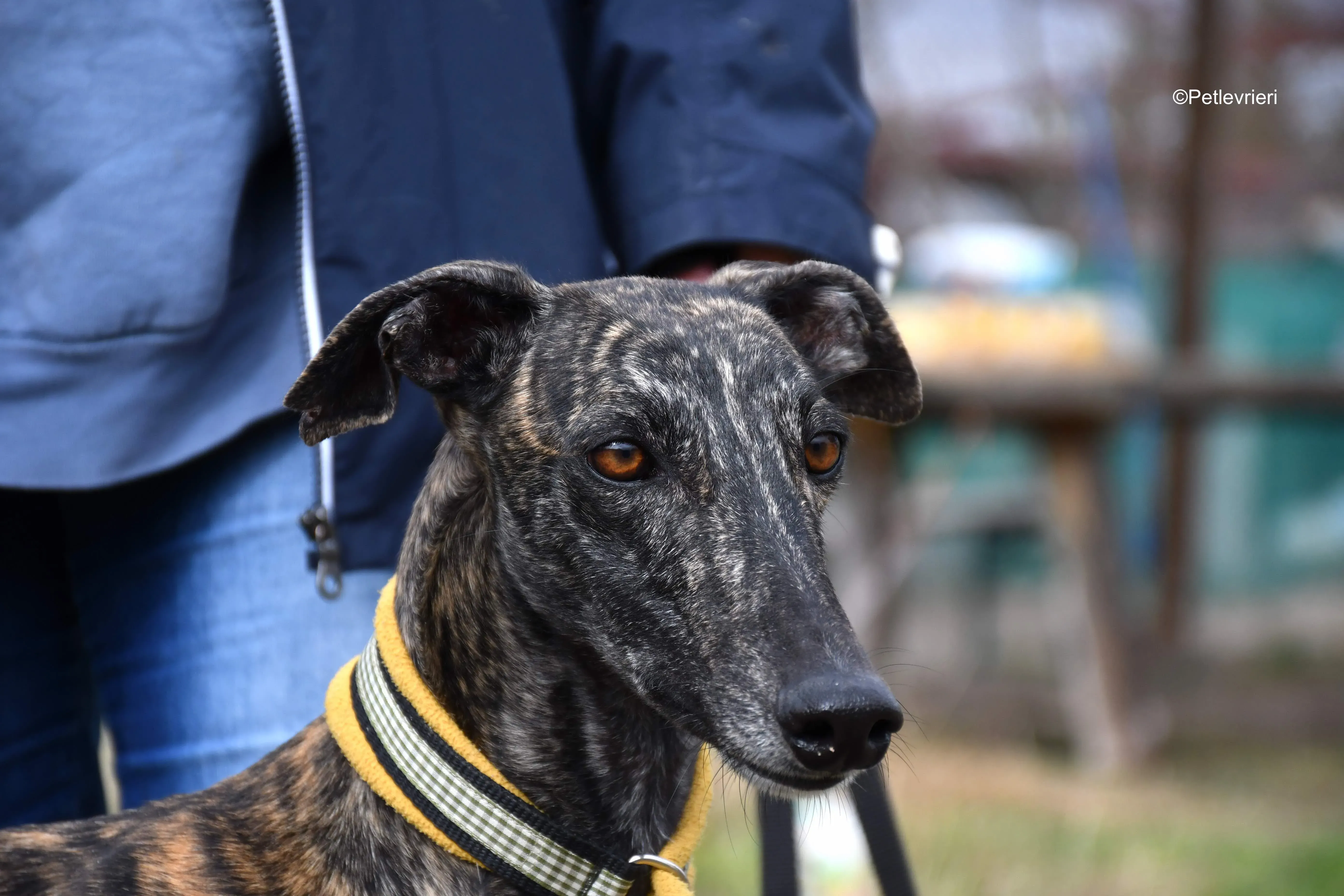 chip 8633 adozione levrieri galgo 7