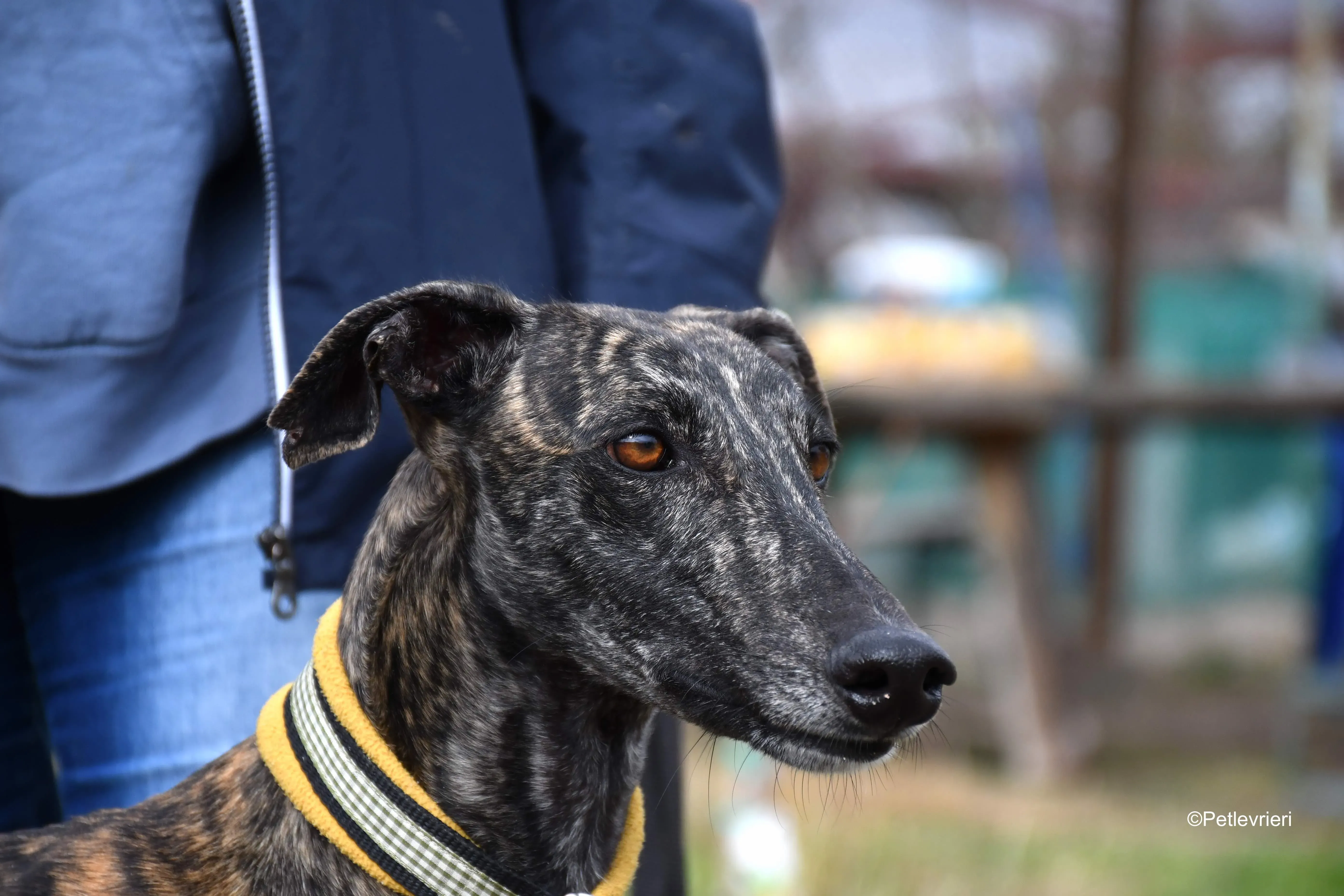 chip 8633 adozione levrieri galgo 8