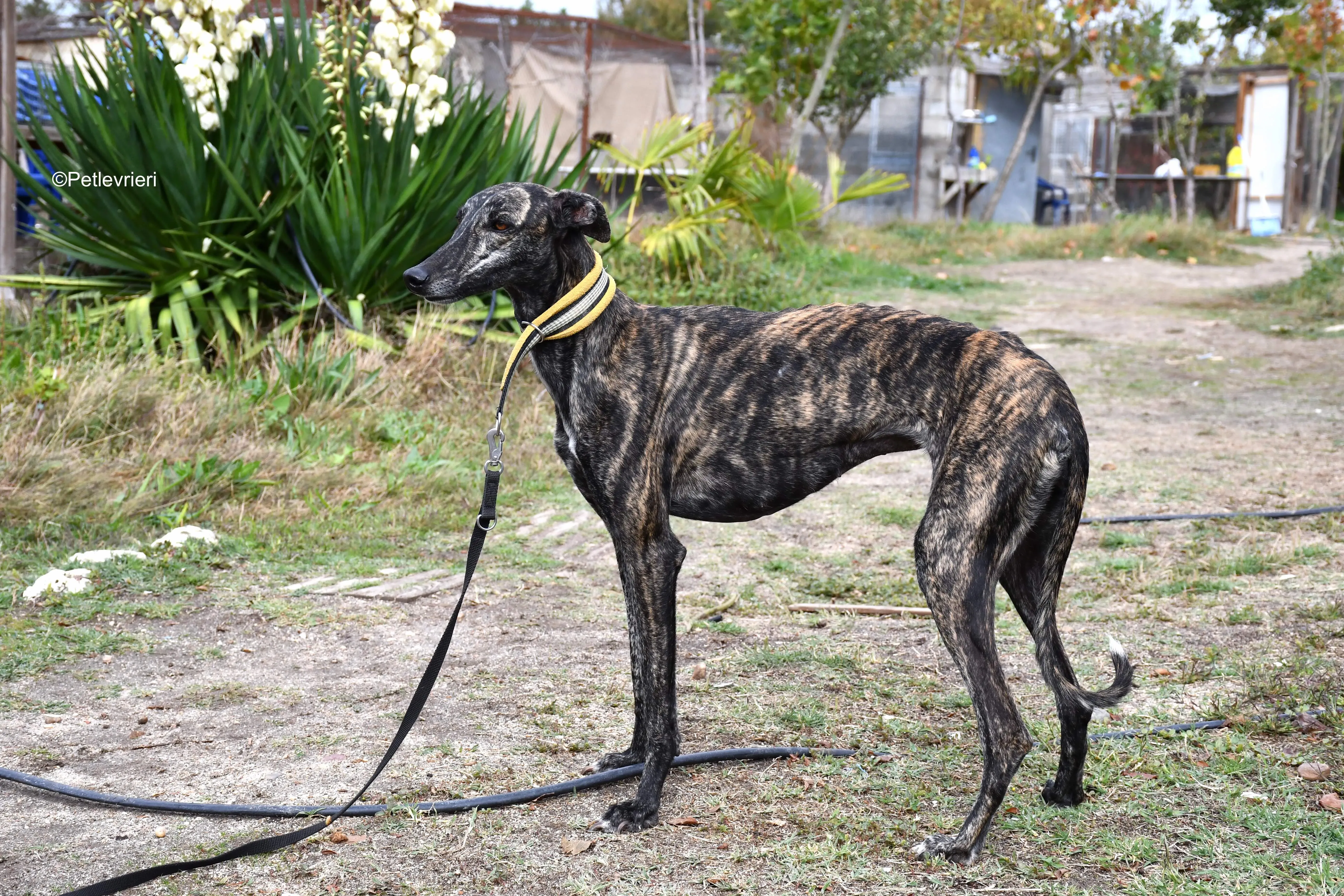 chip 8633 adozione levrieri galgo 9