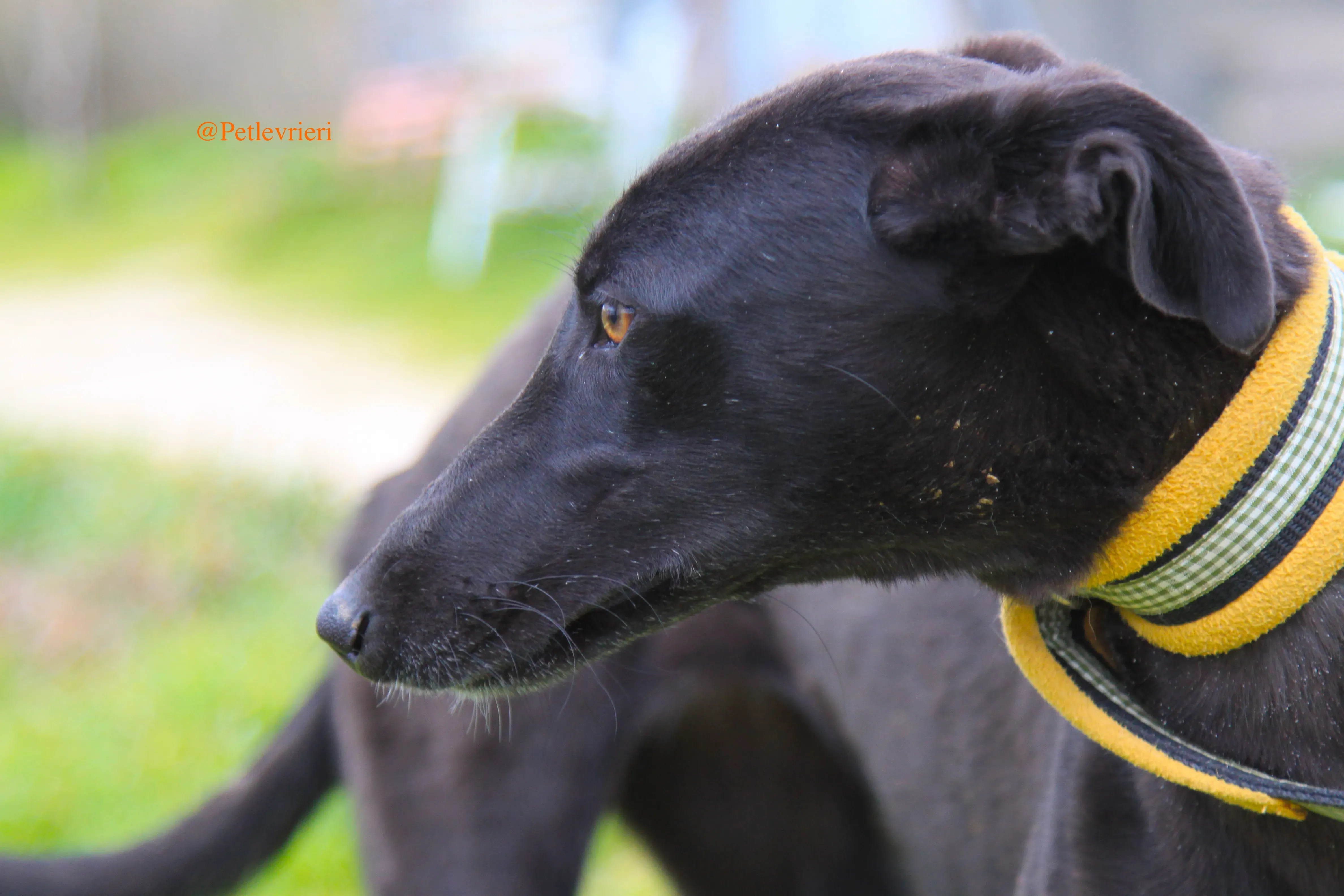 chip3012 adozioni levrieri galgo 1