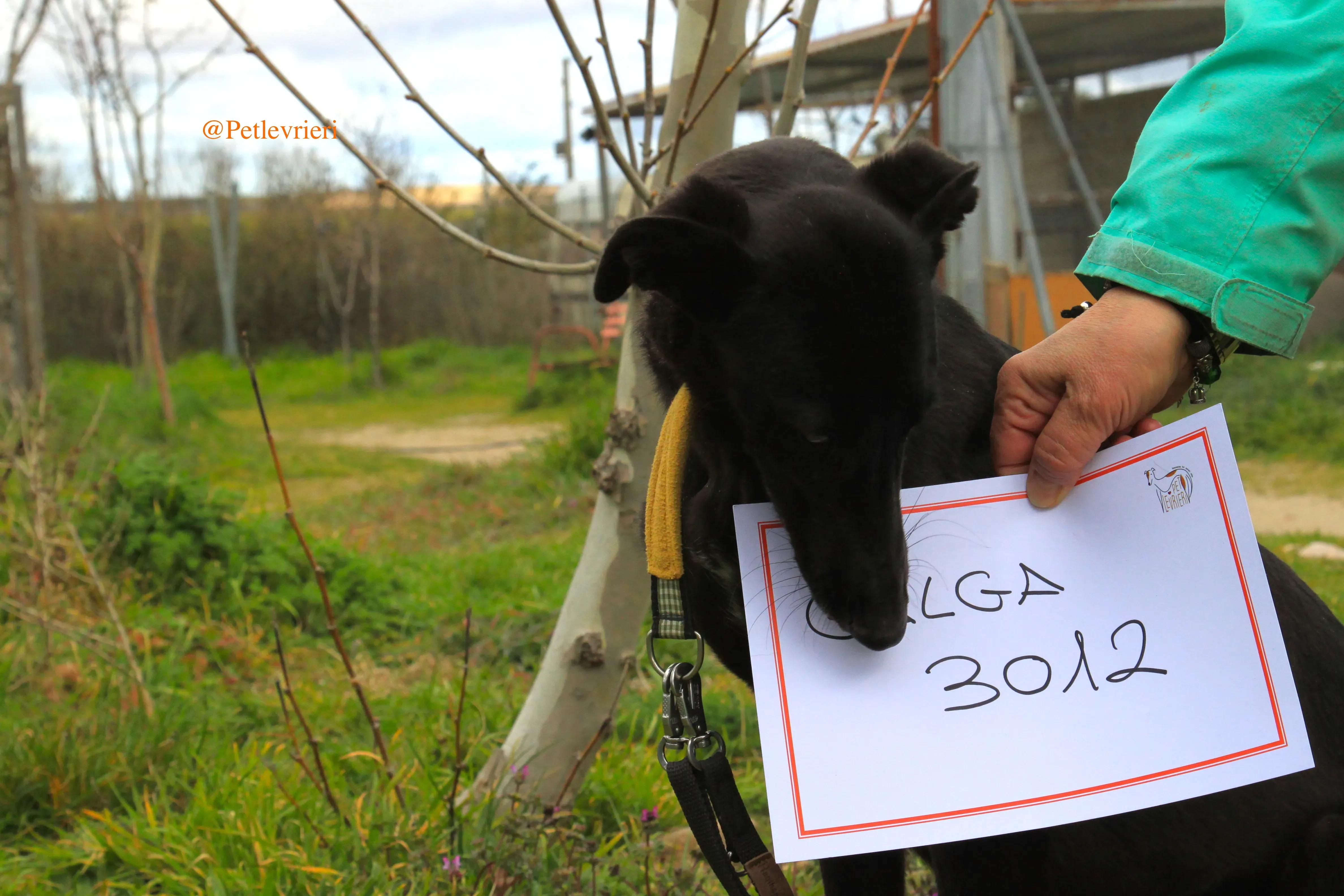 chip3012 adozioni levrieri galgo 10