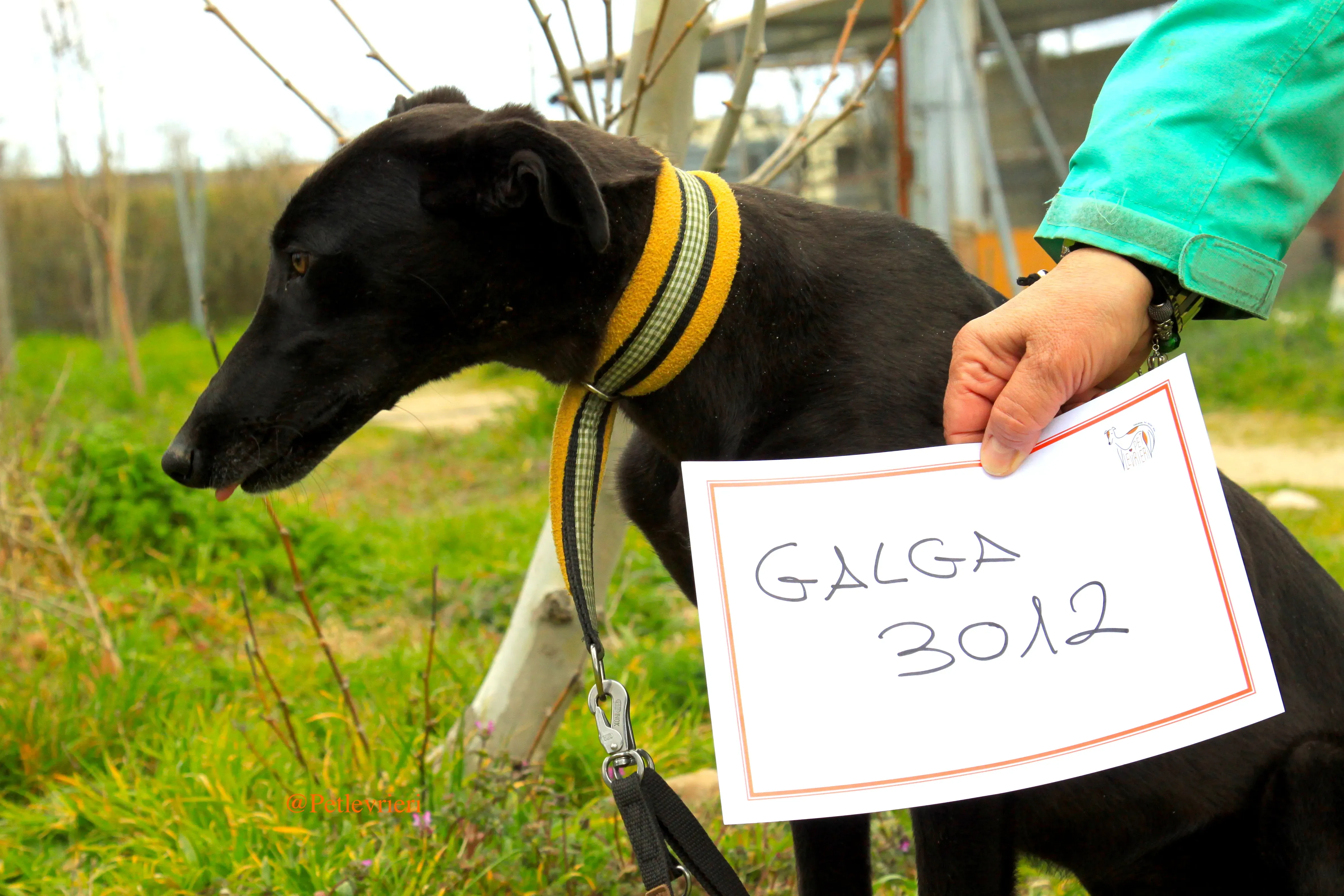chip3012 adozioni levrieri galgo 11