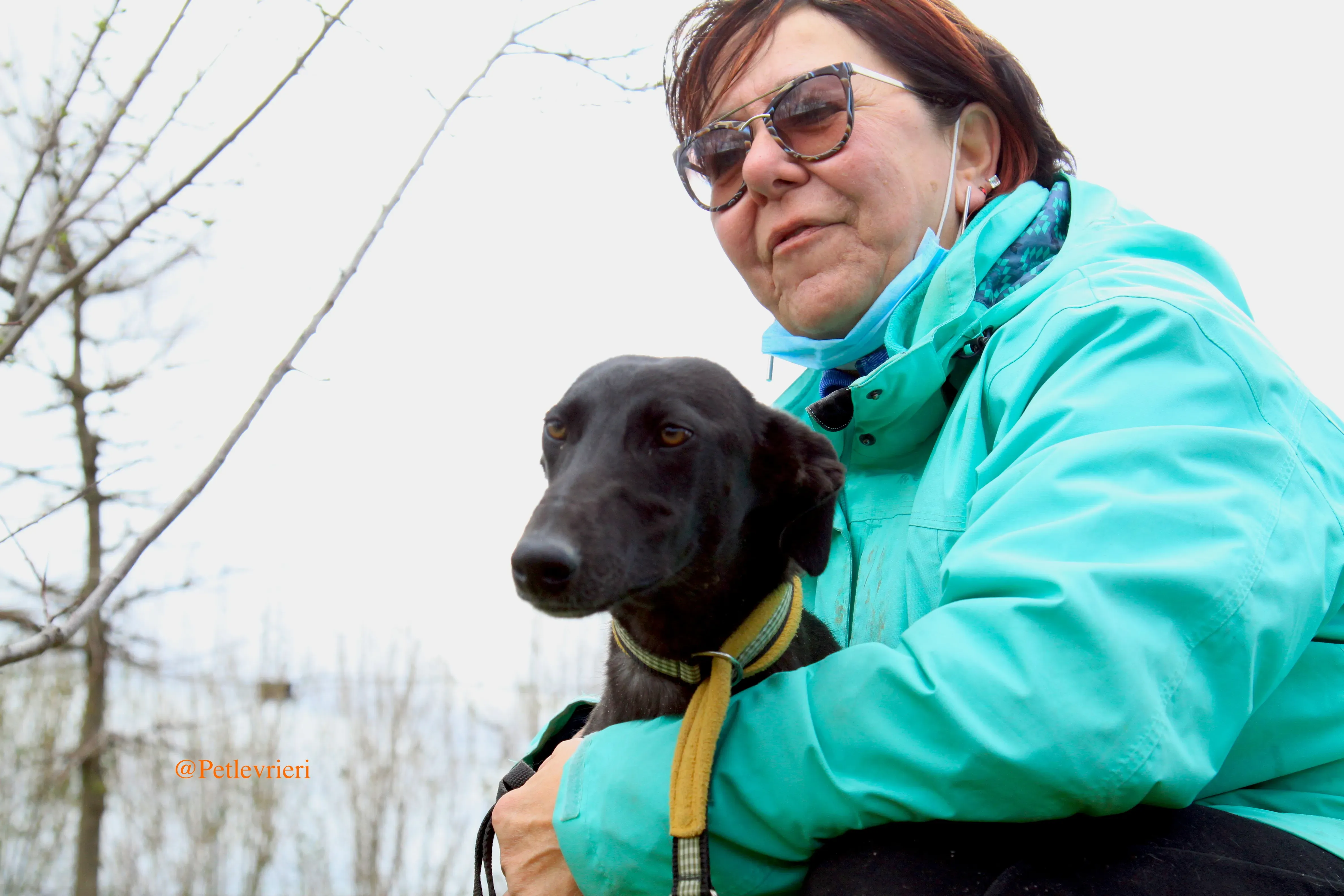 chip3012 adozioni levrieri galgo 12