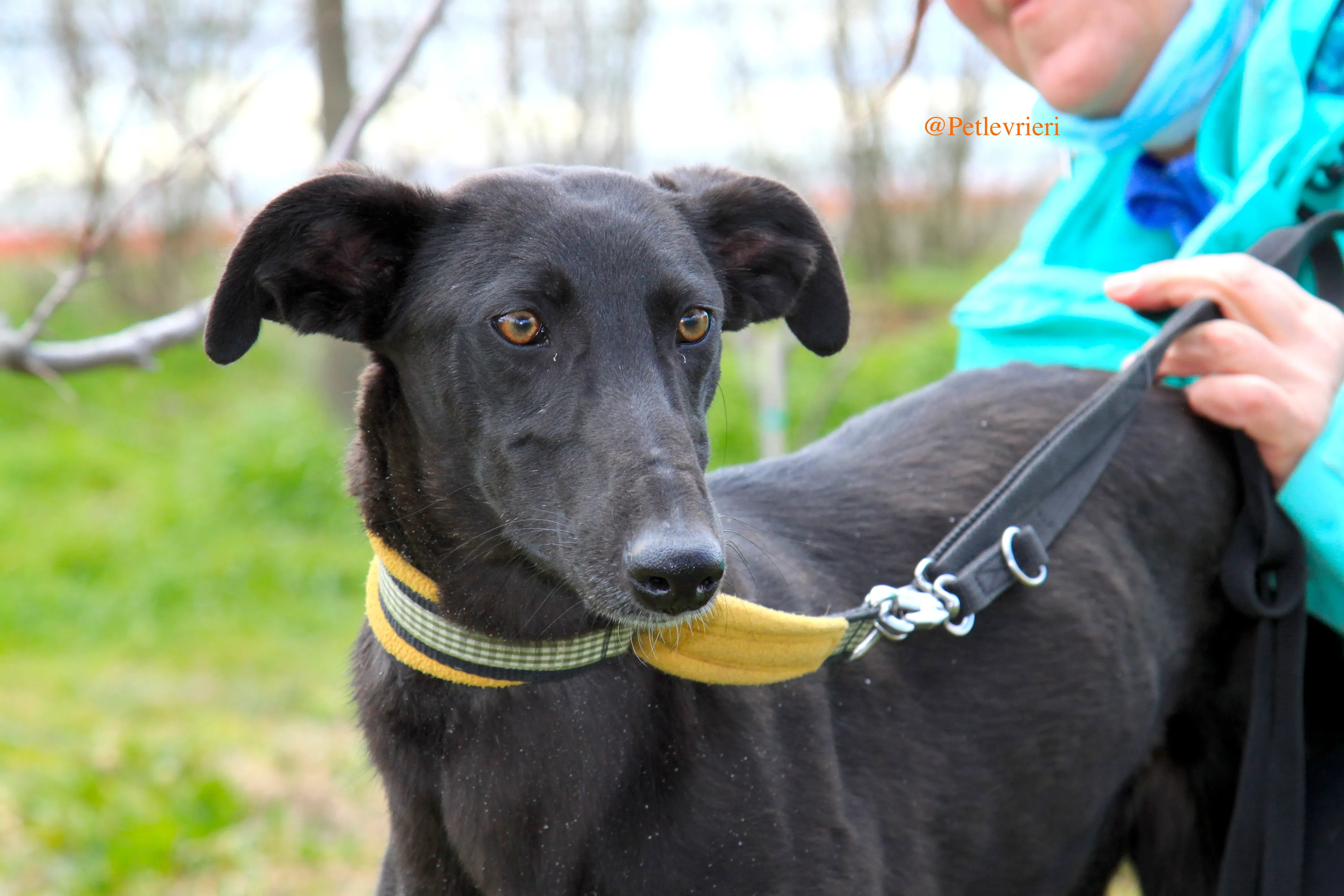 chip3012 adozioni levrieri galgo 15