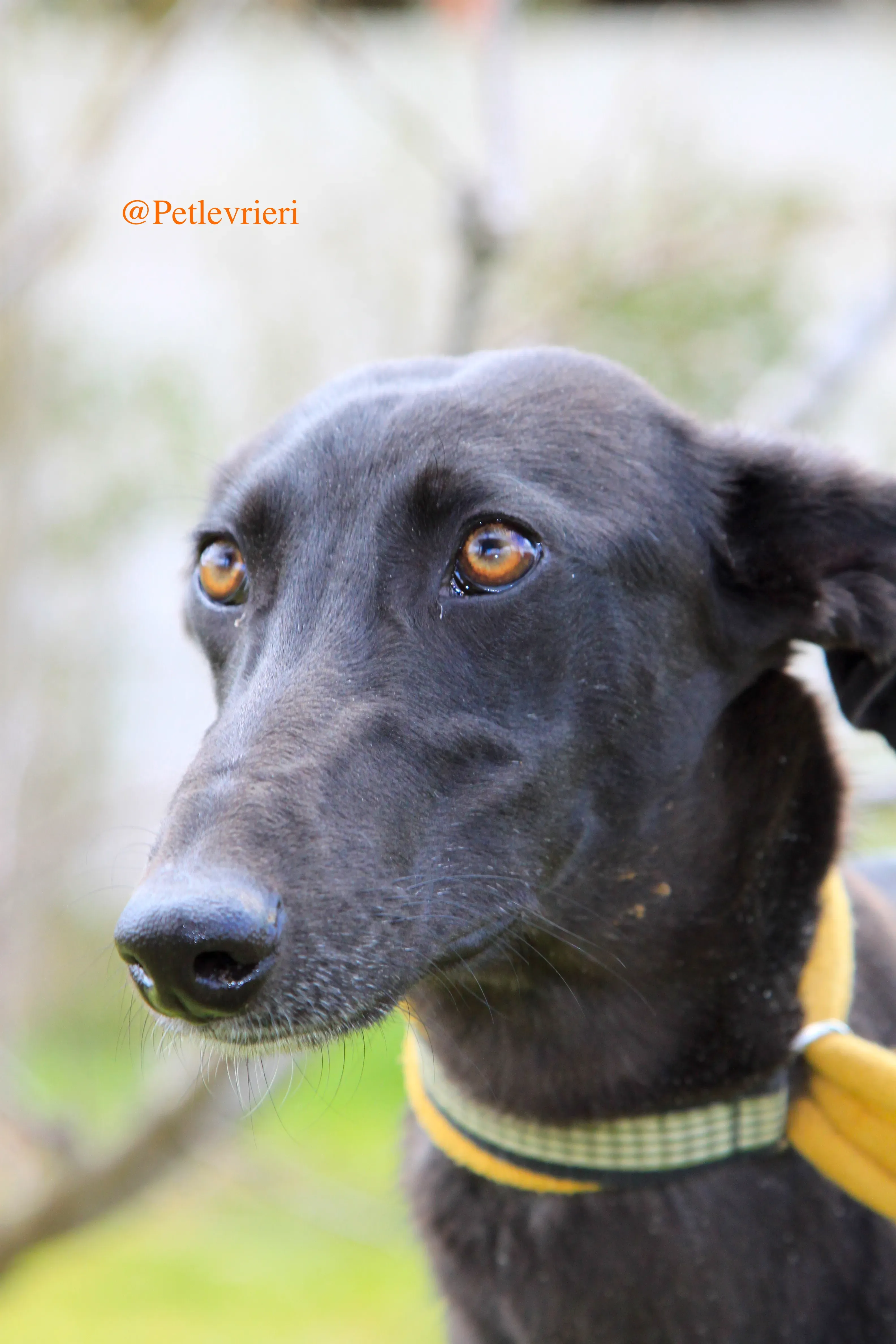 chip3012 adozioni levrieri galgo 16