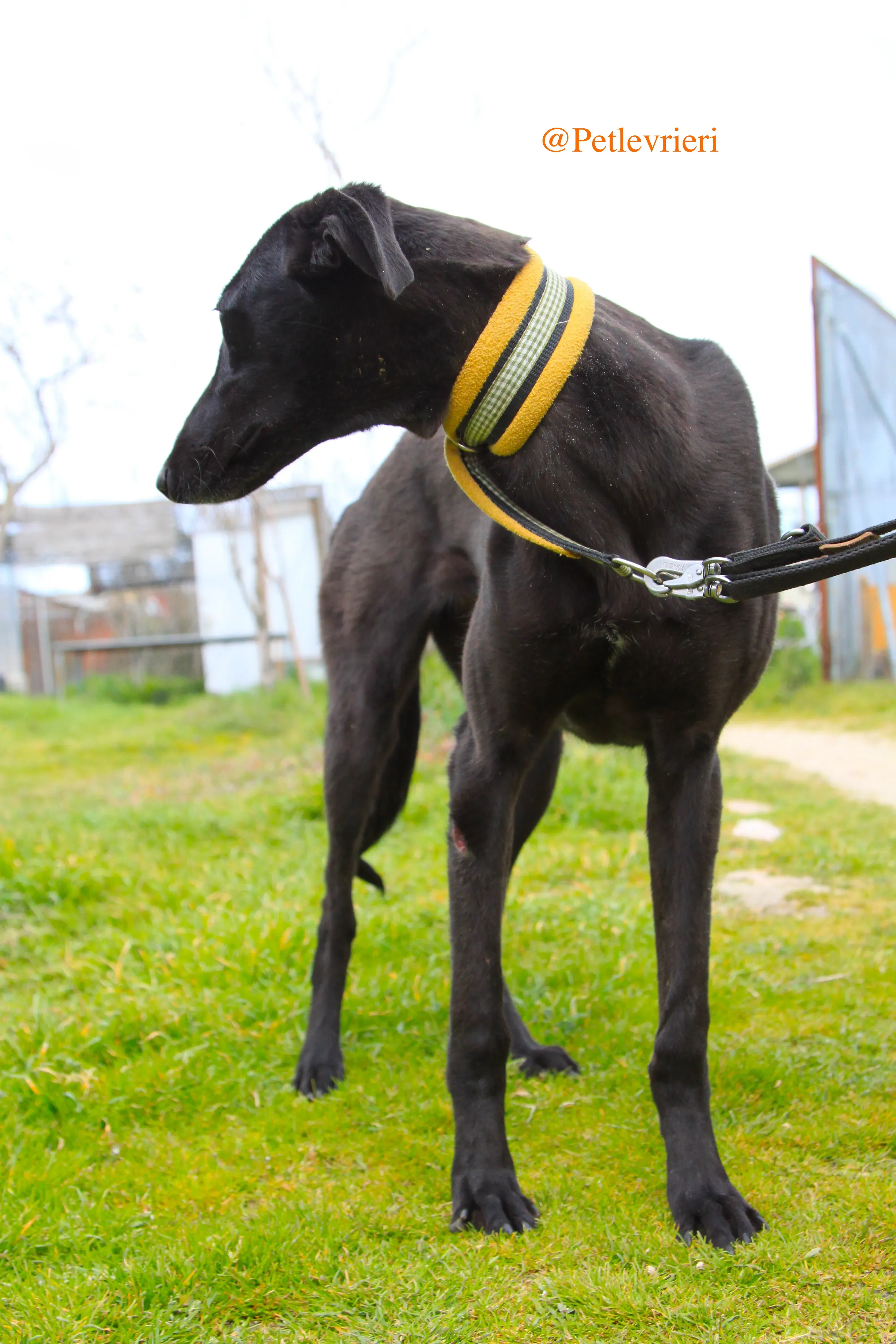 chip3012 adozioni levrieri galgo 2